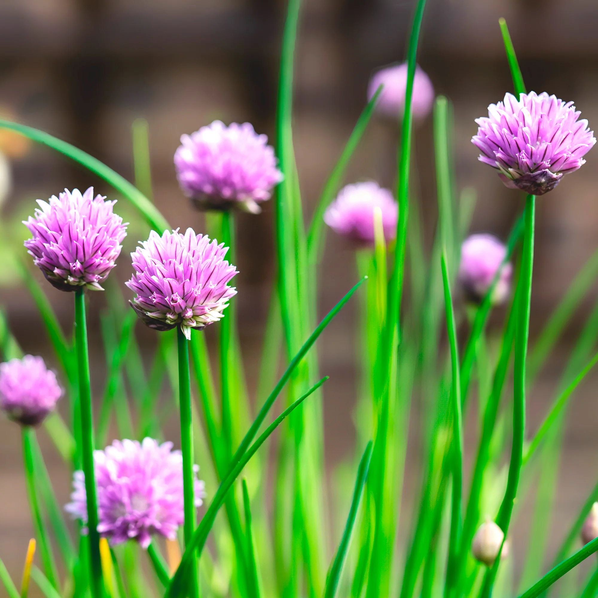 Plant de Ciboulette - Image 5