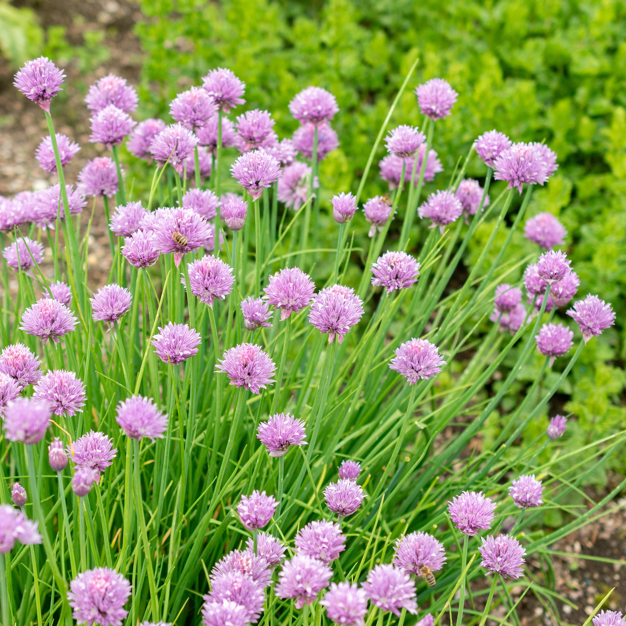 Plant de Ciboulette - Image 6