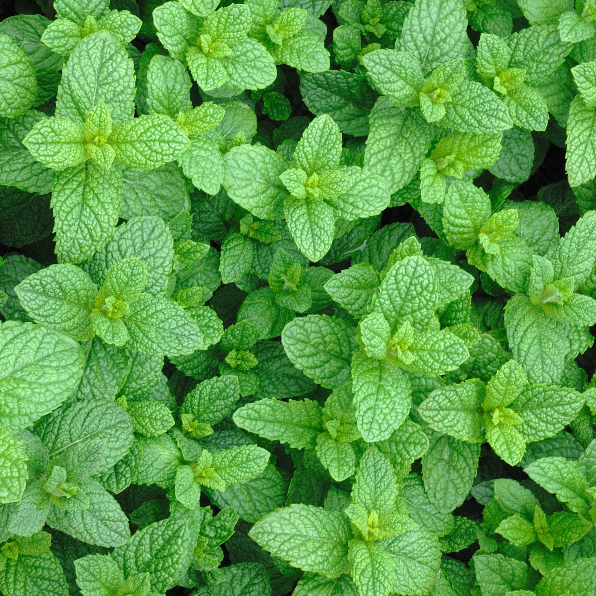 Plant de Menthe marocaine