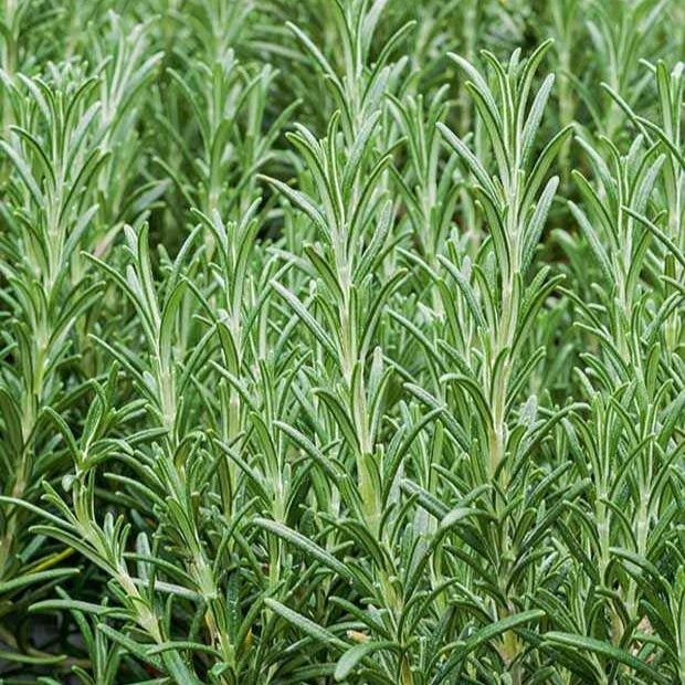 Plant de Romarin - Image 2