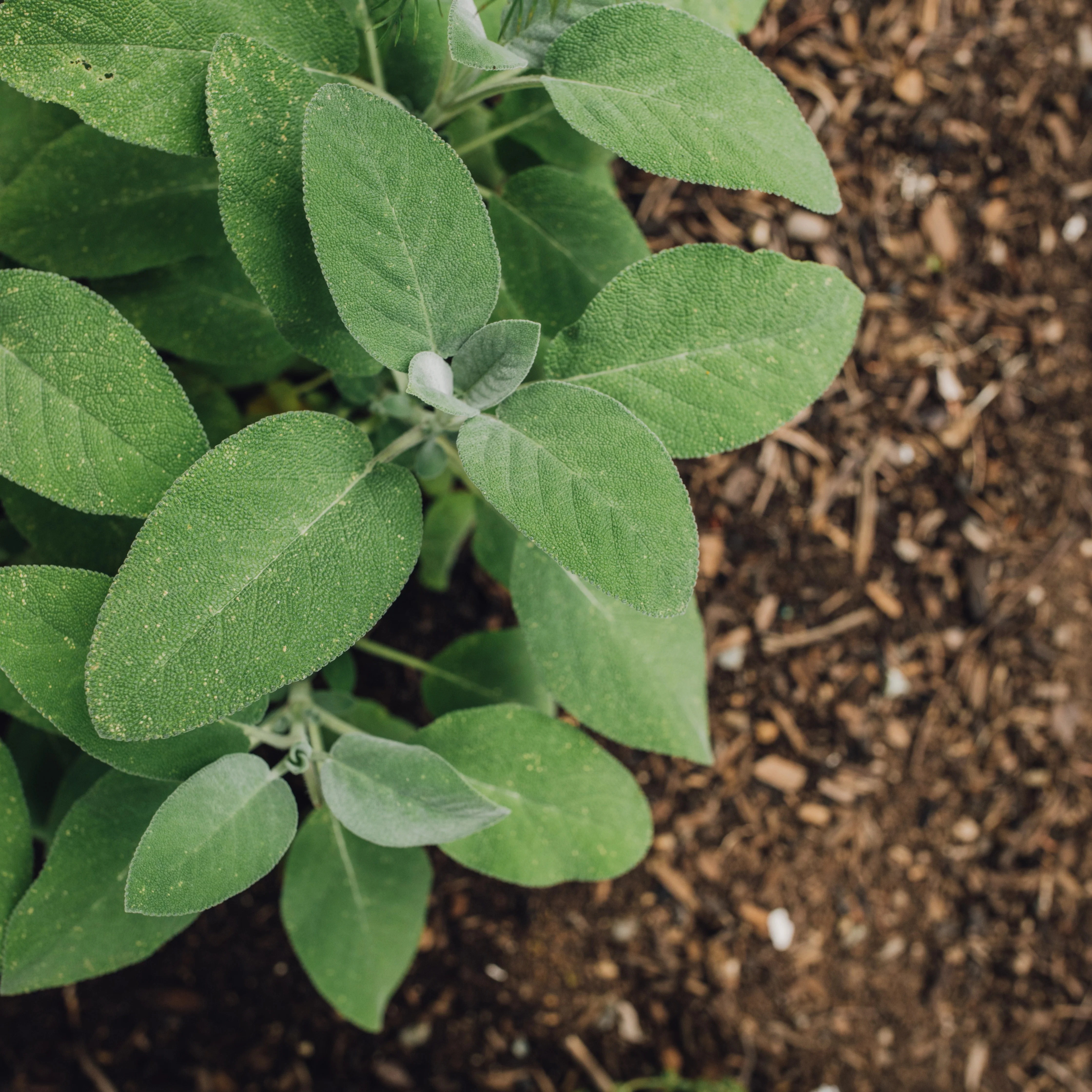 Plant de Sauge officinale - Image 2