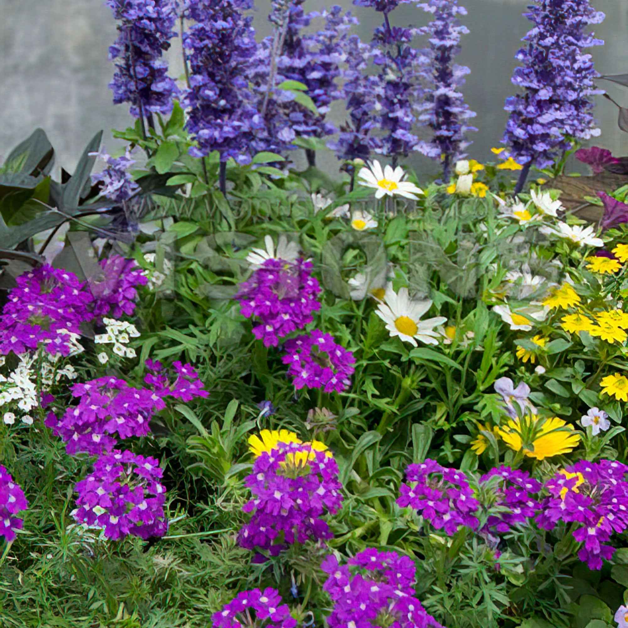 3 plantes de jardin 'Bee Friendly' en mélange