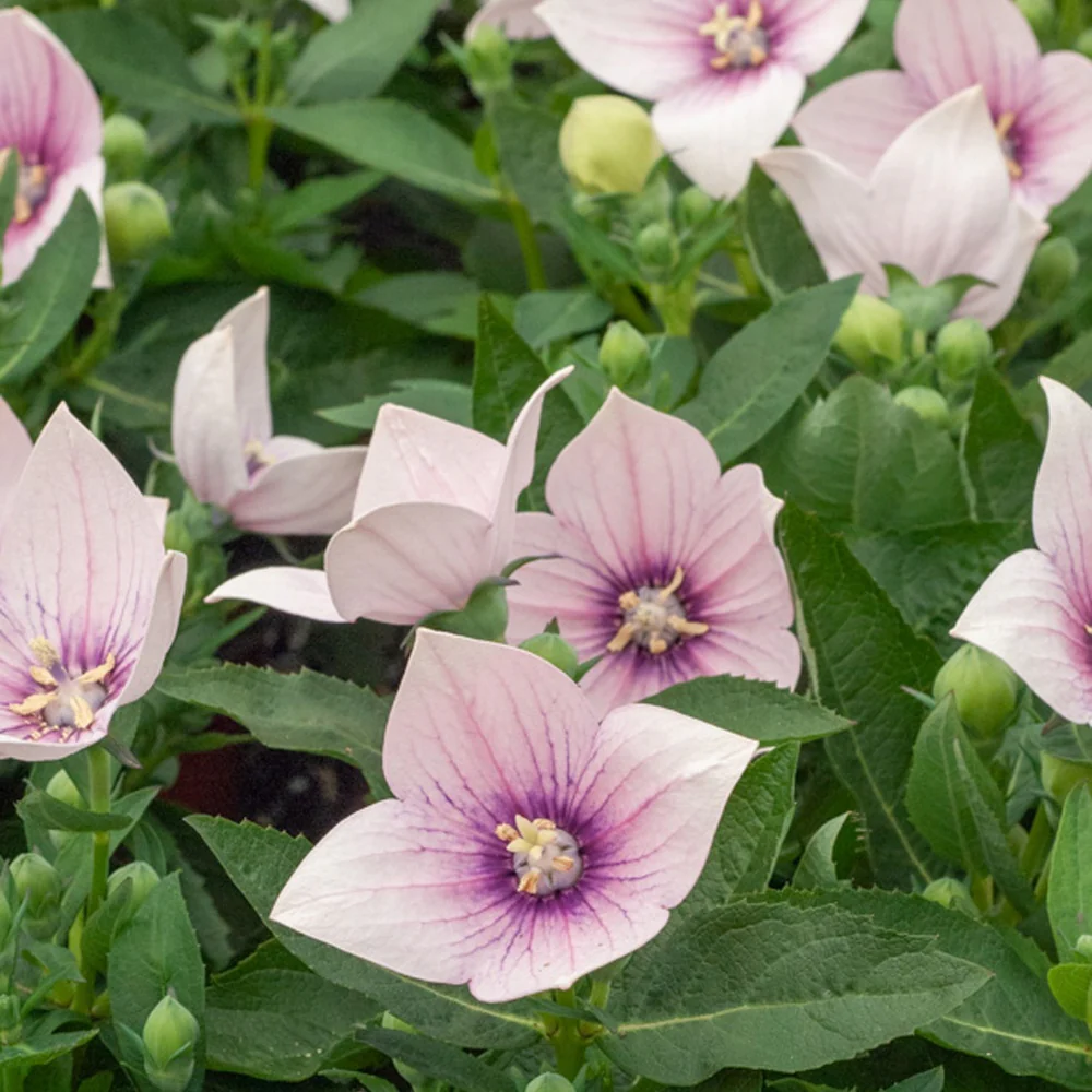 Platycodon à grandes fleurs 'Pink'