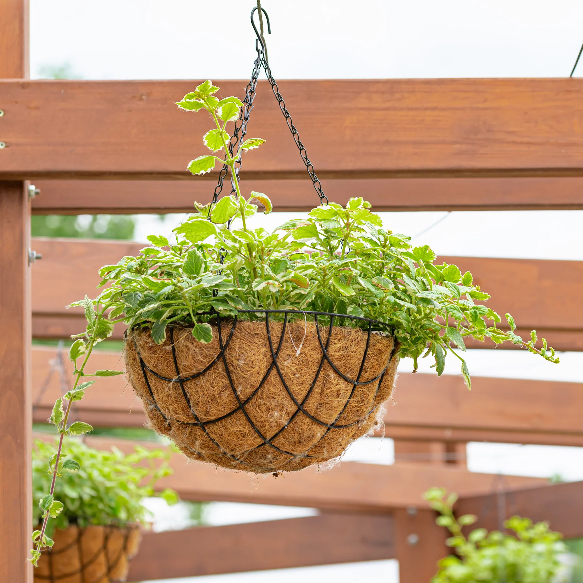 Plectranthus bicolore vert et blanc - Image 3