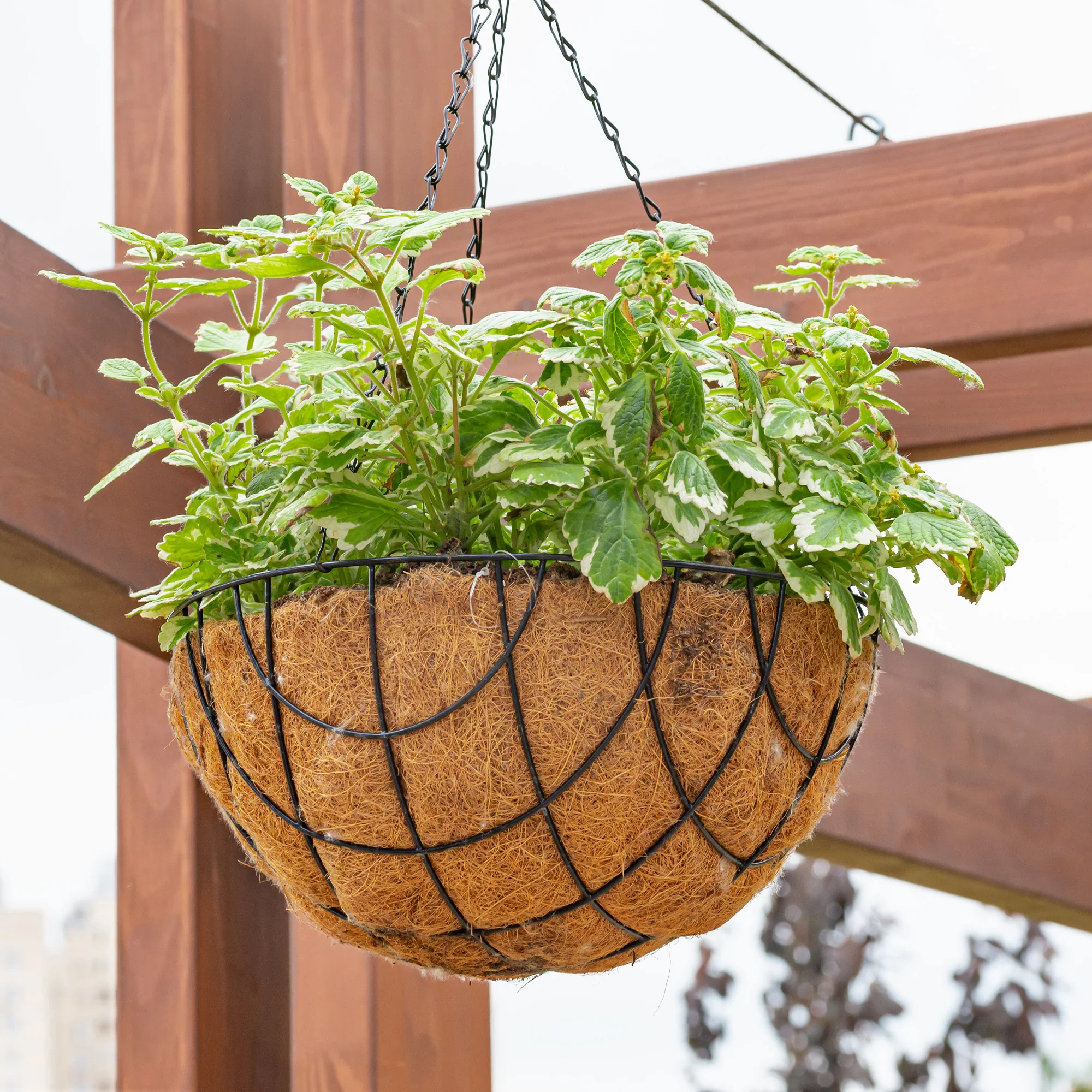Plectranthus bicolore vert et blanc - Image 4