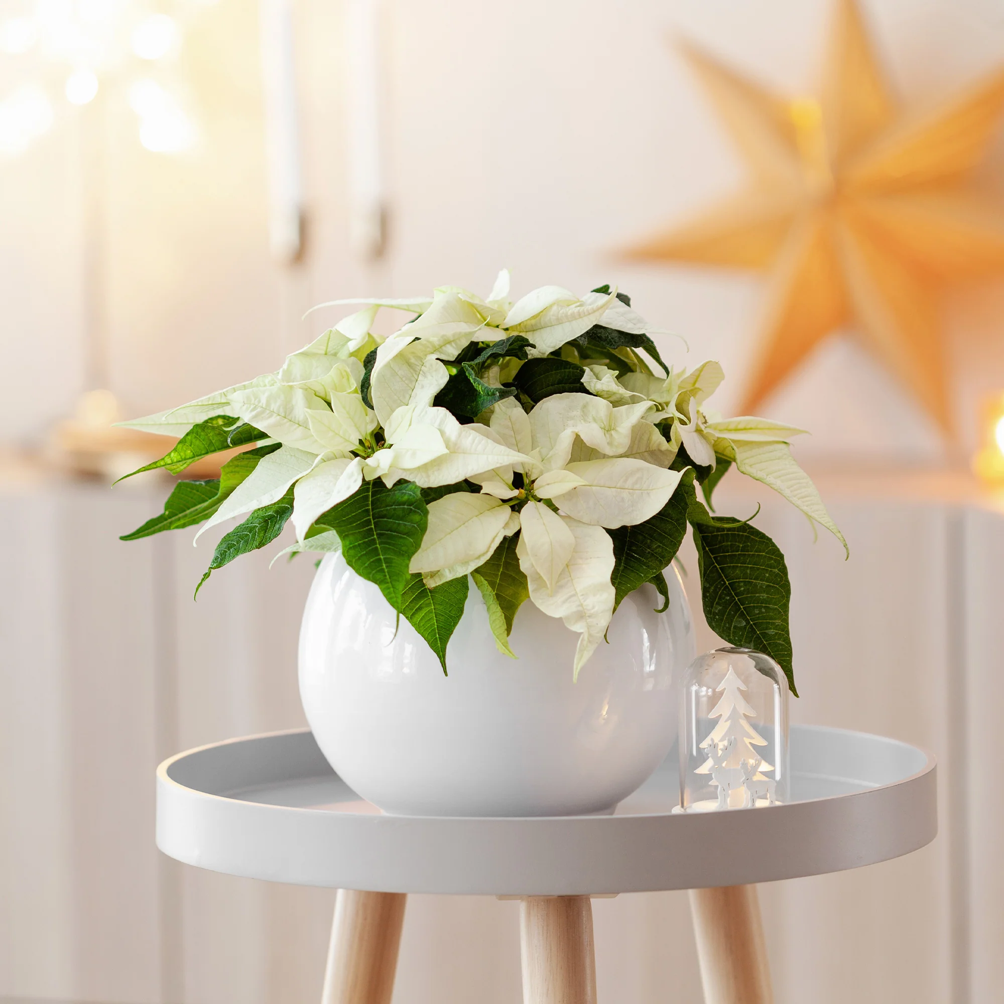 Poinsettia Blanc