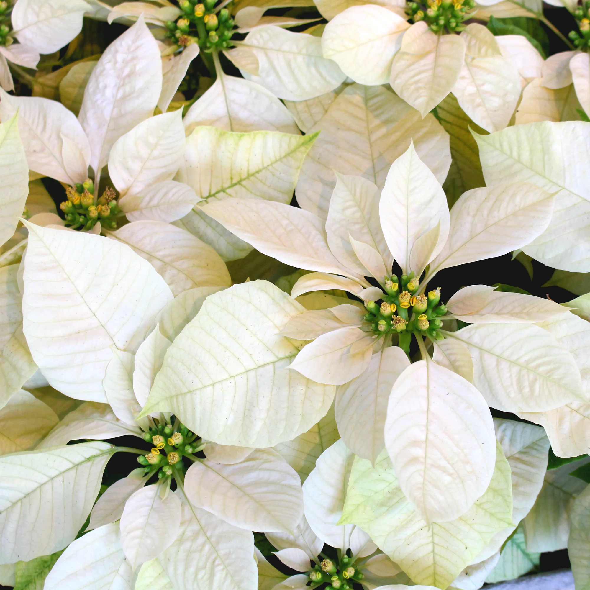 Poinsettia Blanc - Image 2