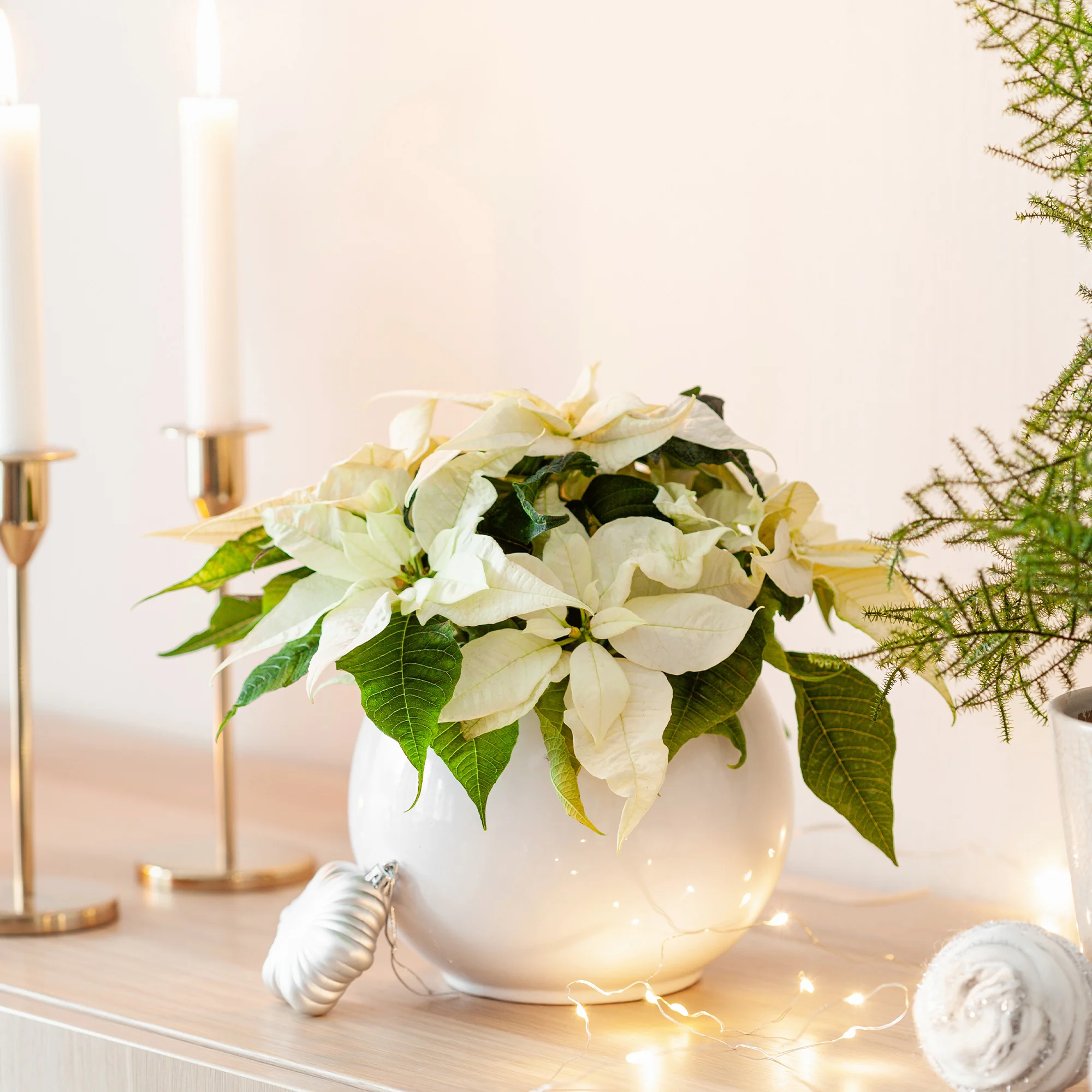 Poinsettia Blanc - Image 3