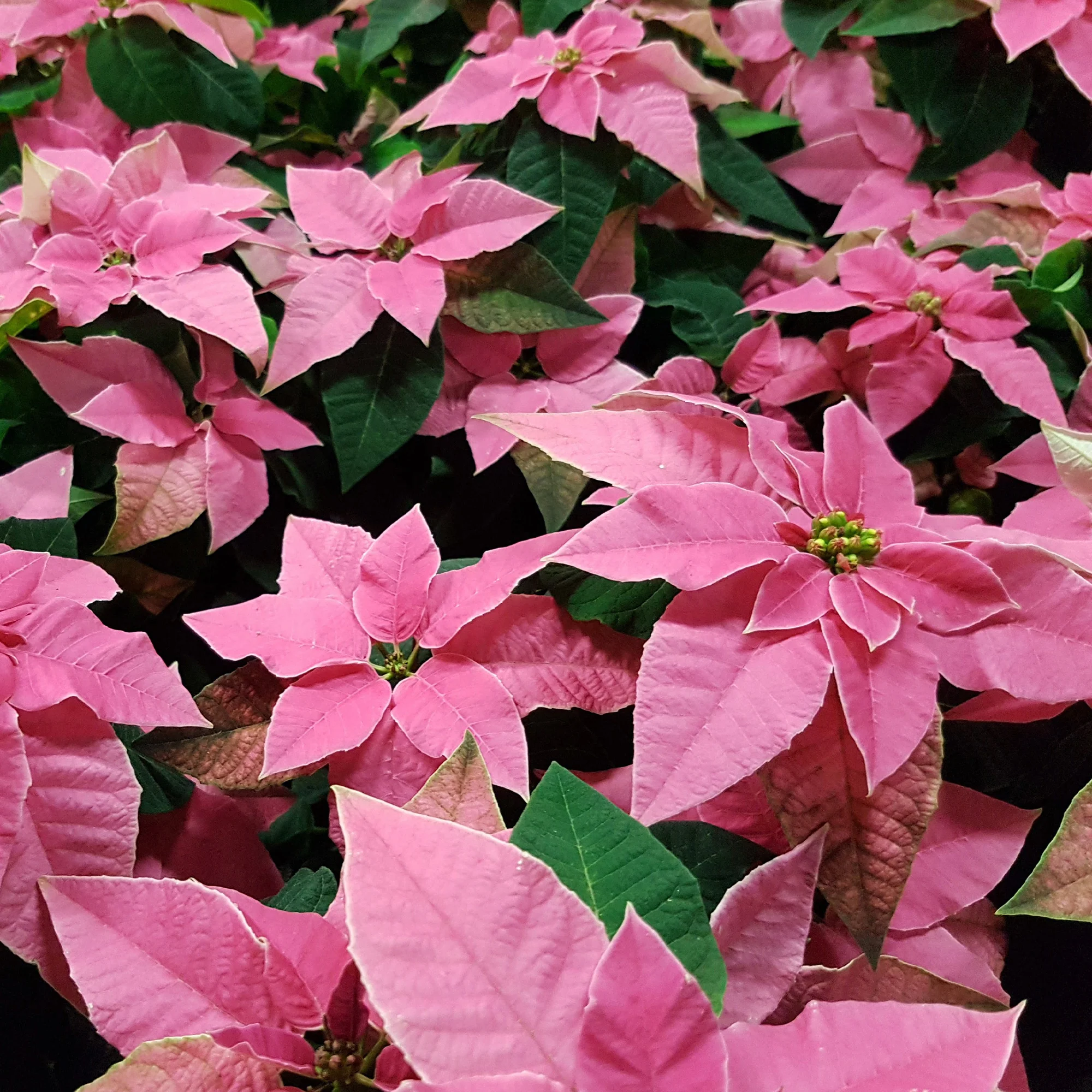Poinsettia Rose - Image 2
