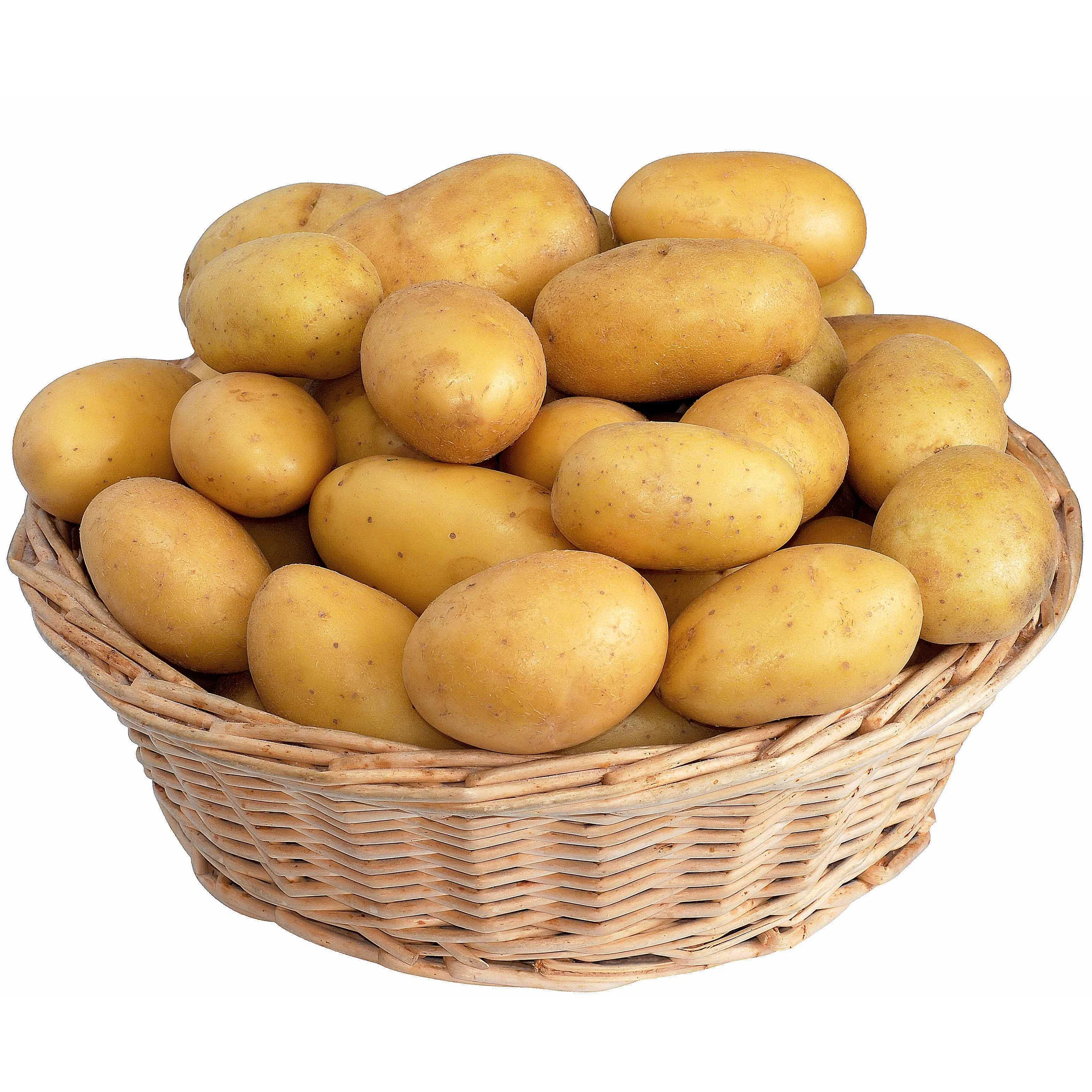 25 Pommes de terre Blanche Bio