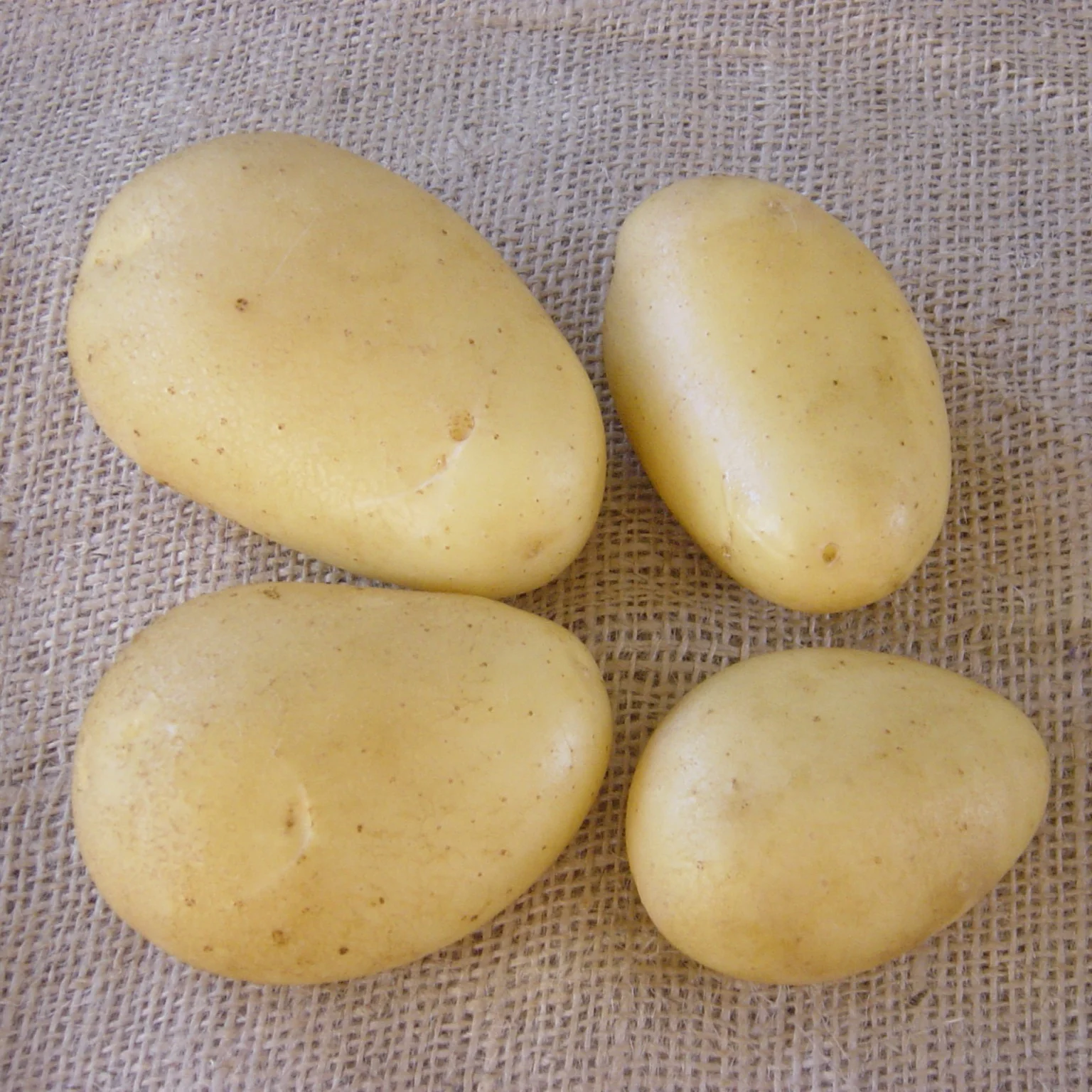 25 Pommes de terre Caesar - Image 2