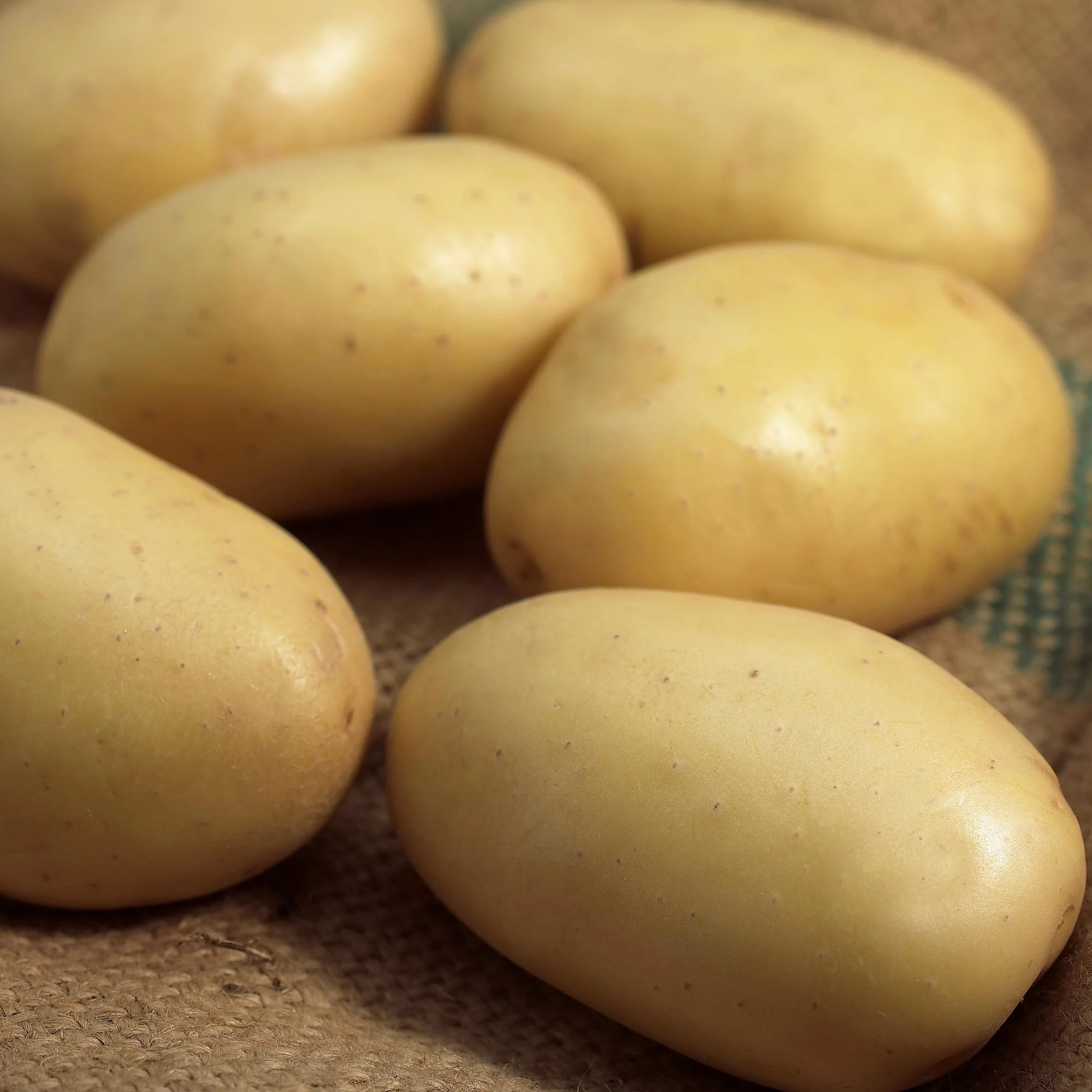 Pomme de terre Mona Lisa - Image 2