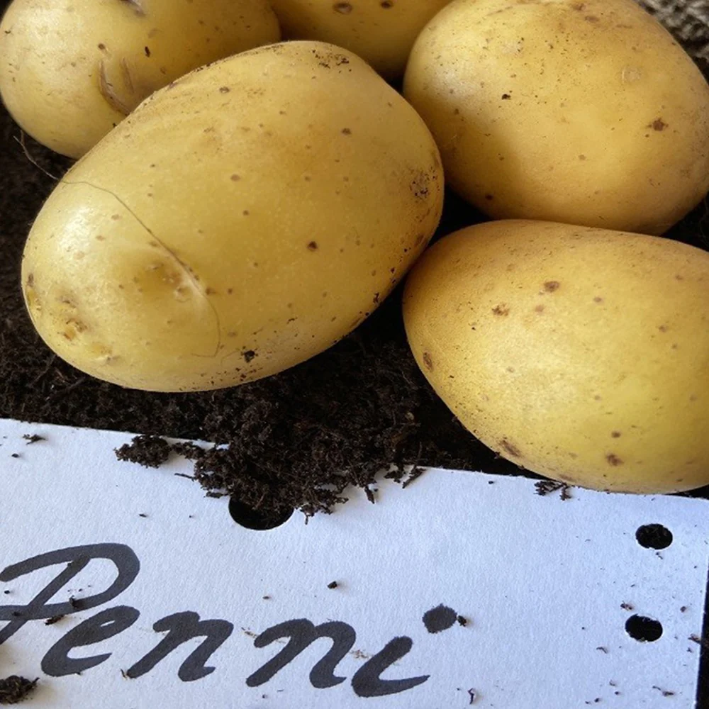 25 Pommes de terre Penni Bio - Image 2