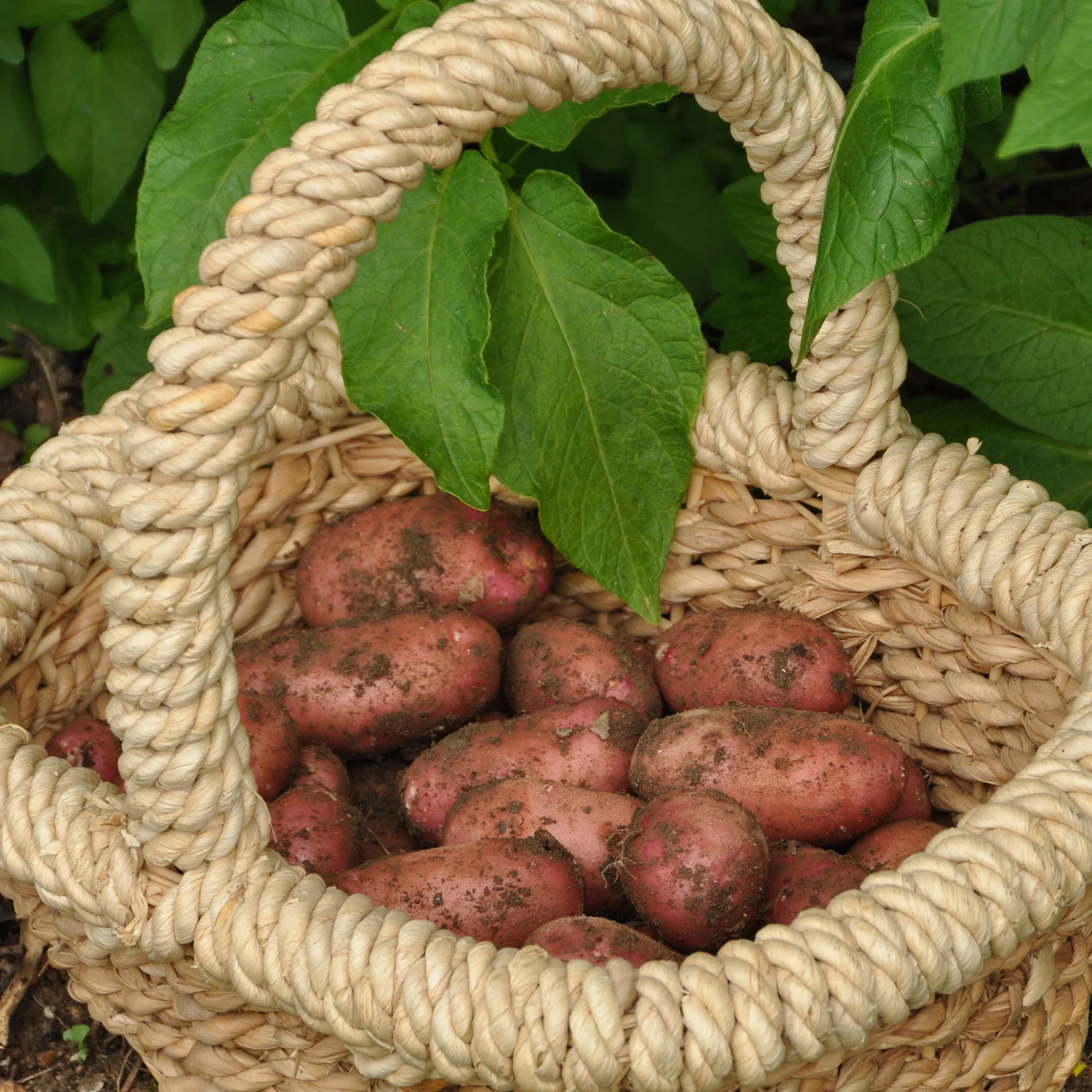 Pomme de terre Rose de France - Cirielle - Image 2