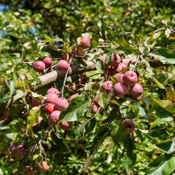 Pommier d'ornement Liset - Image 5