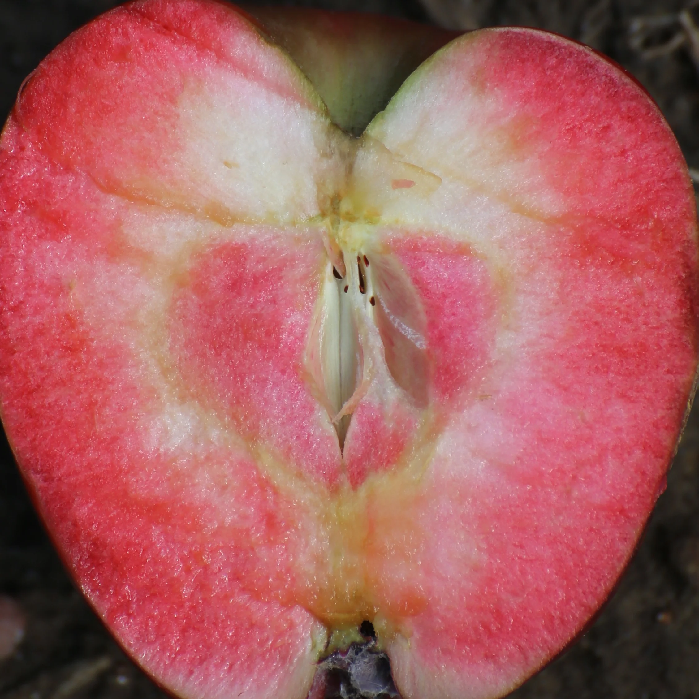 Pommier Marilyn Red - Image 2