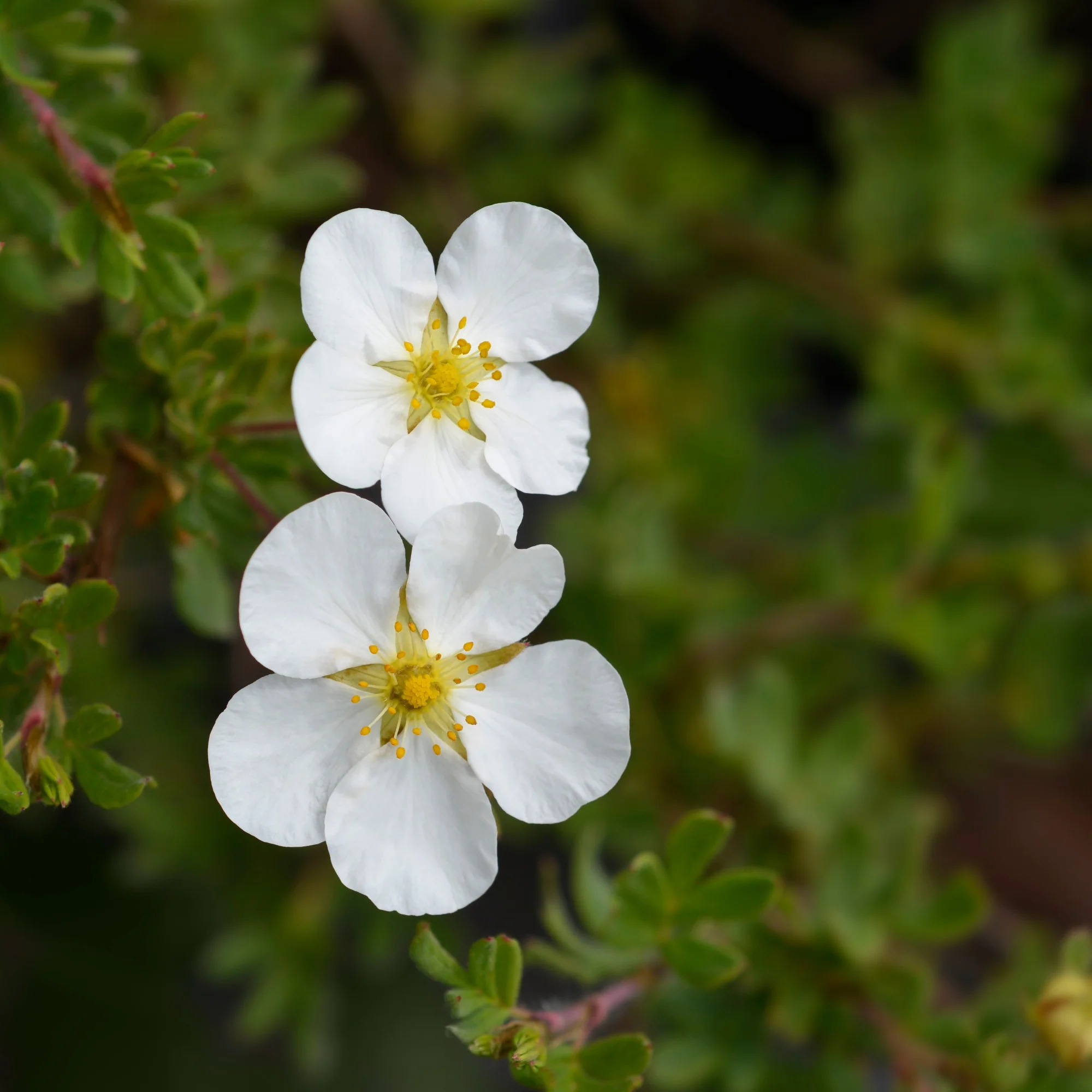 Potentille Abbotswood - Image 2