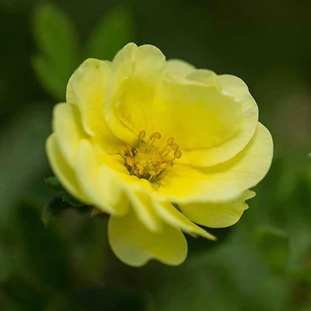 Potentille arbustive Lemon Meringue - Image 3