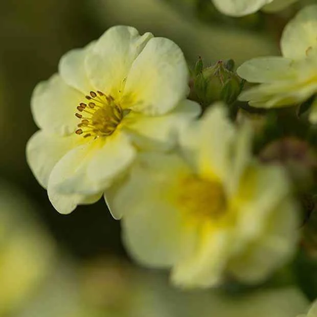Potentille arbustive Lemon Meringue - Image 4