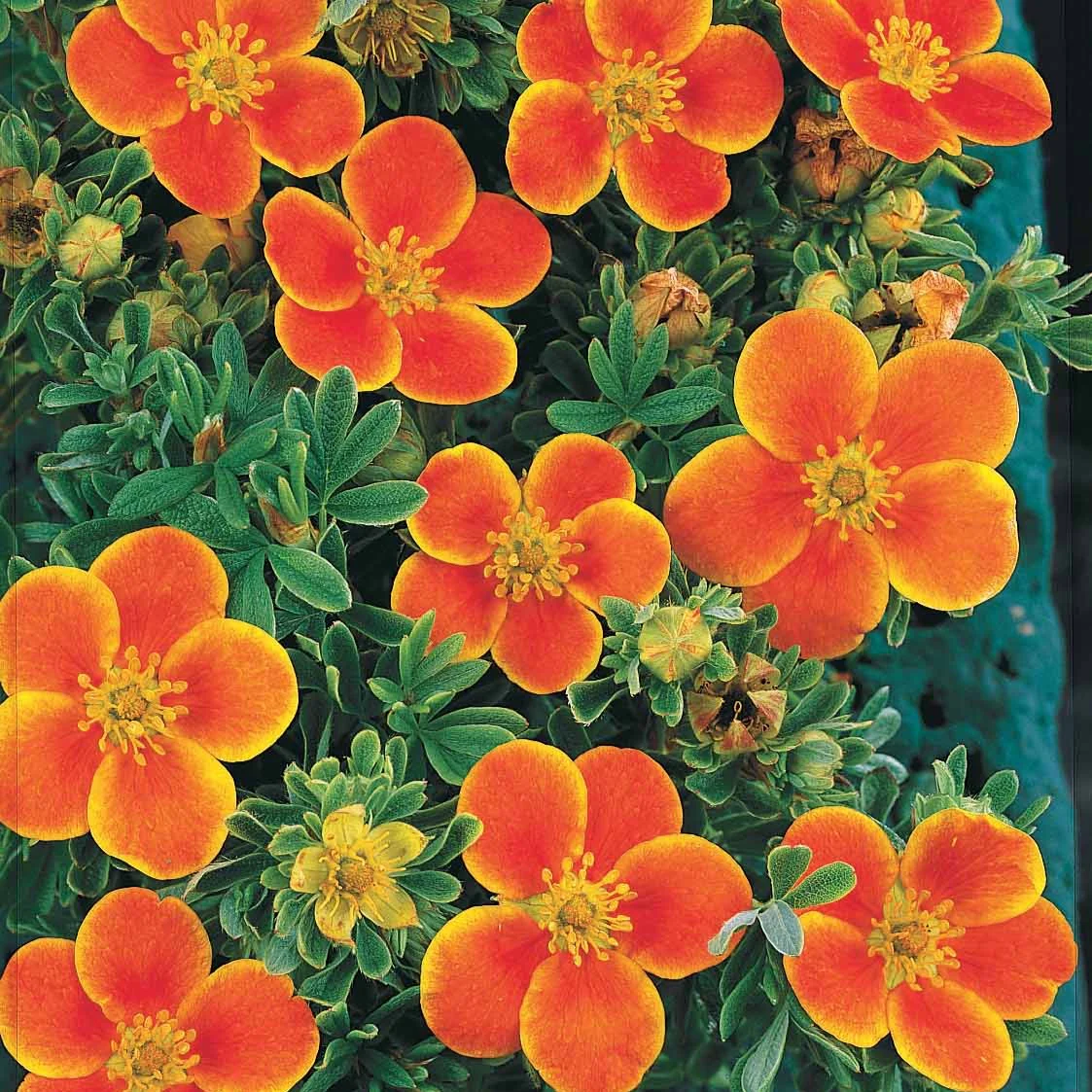 Potentille Hopley's Orange - Image 3