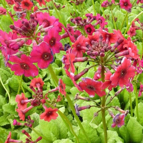 Primevère du Japon Millers Crimson