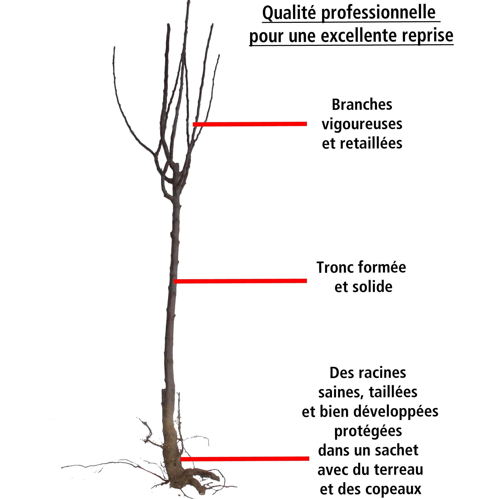 Prunier Reine Victoria - Image 6