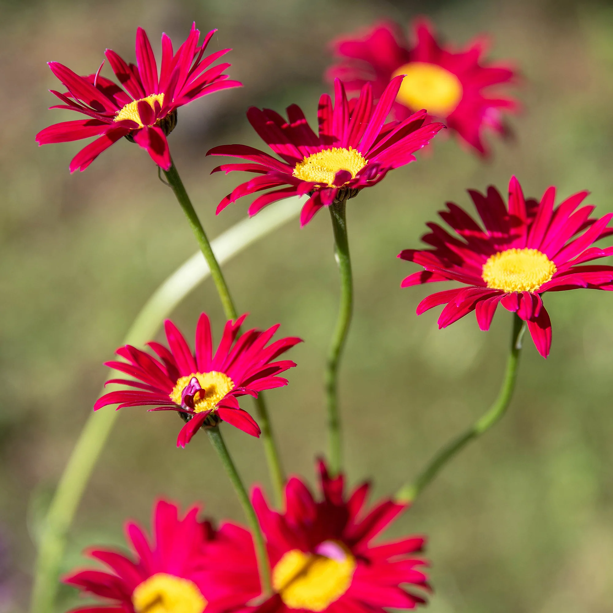 Pyrèthre Robinsons Red