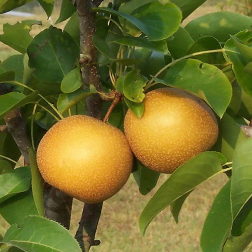 Pyrus pyrifolia Poirier du Japon, Nashi