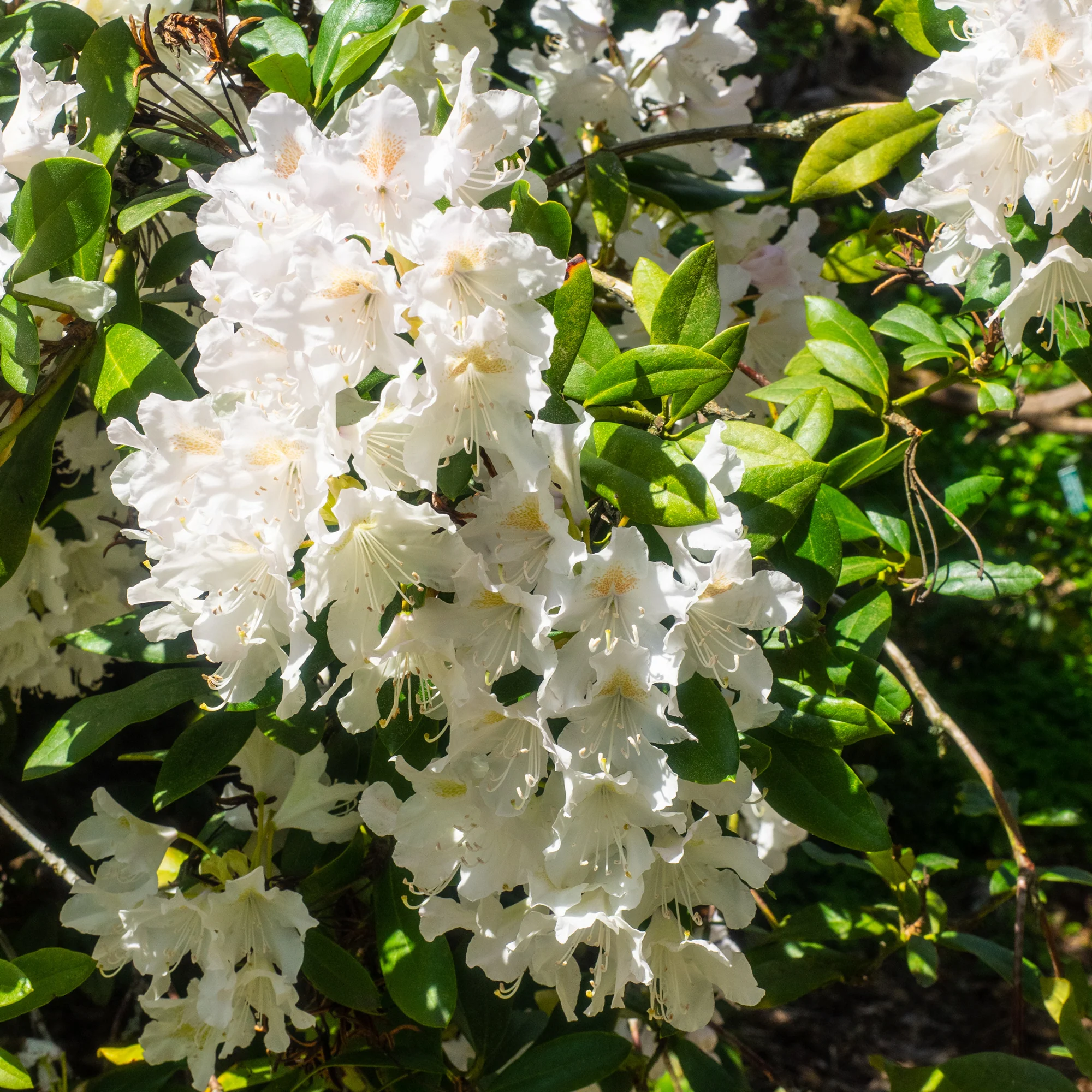 Rhododendron Cunningham's White - Image 3