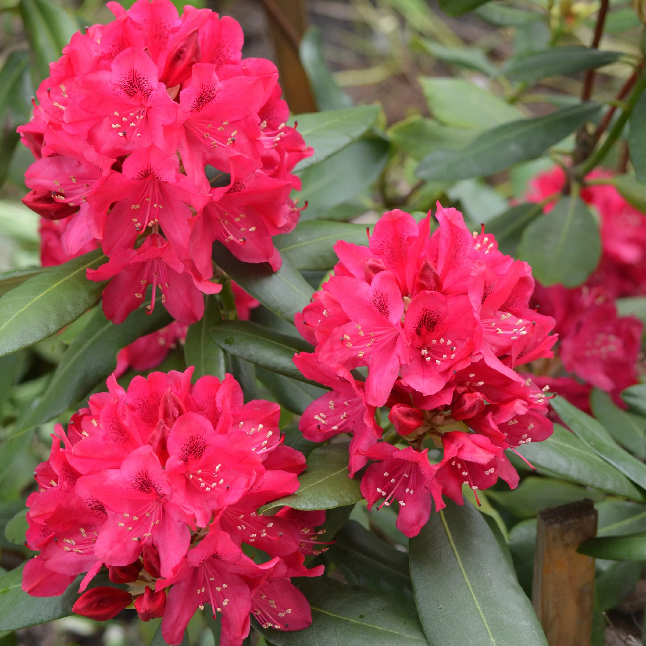 Rhododendron Nova Zembla