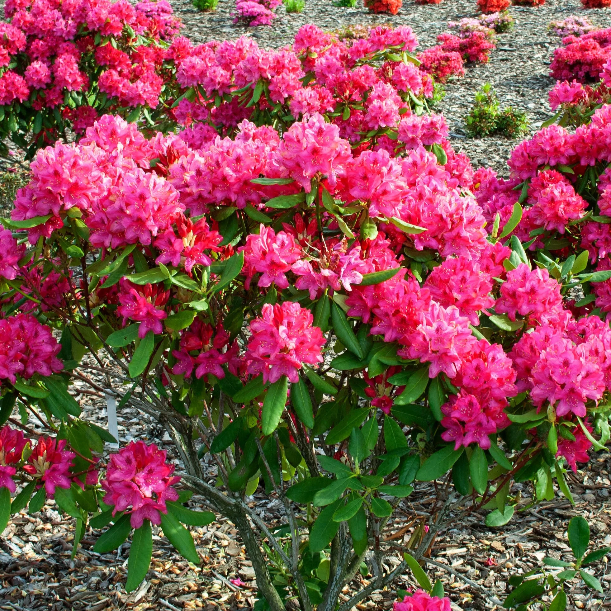 Rhododendron Nova Zembla - Image 2