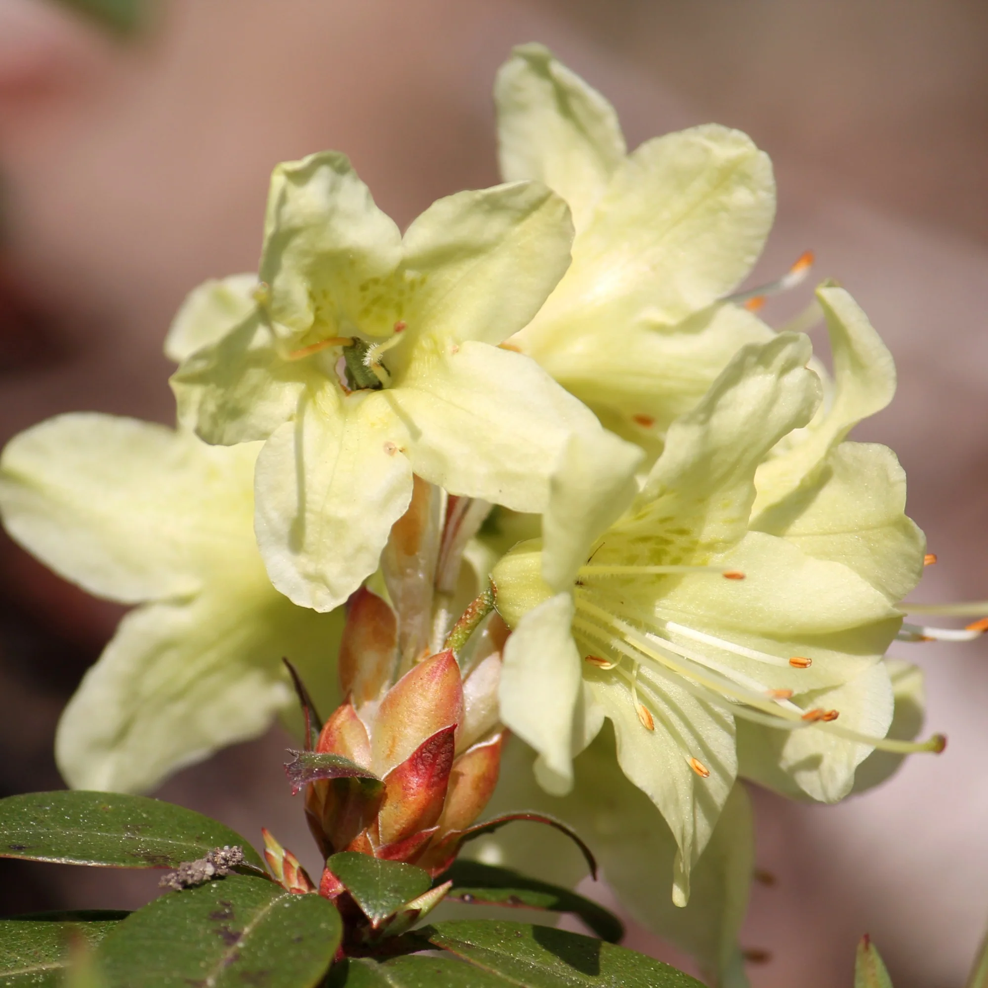 Rhododendron Princess Anne - Image 3