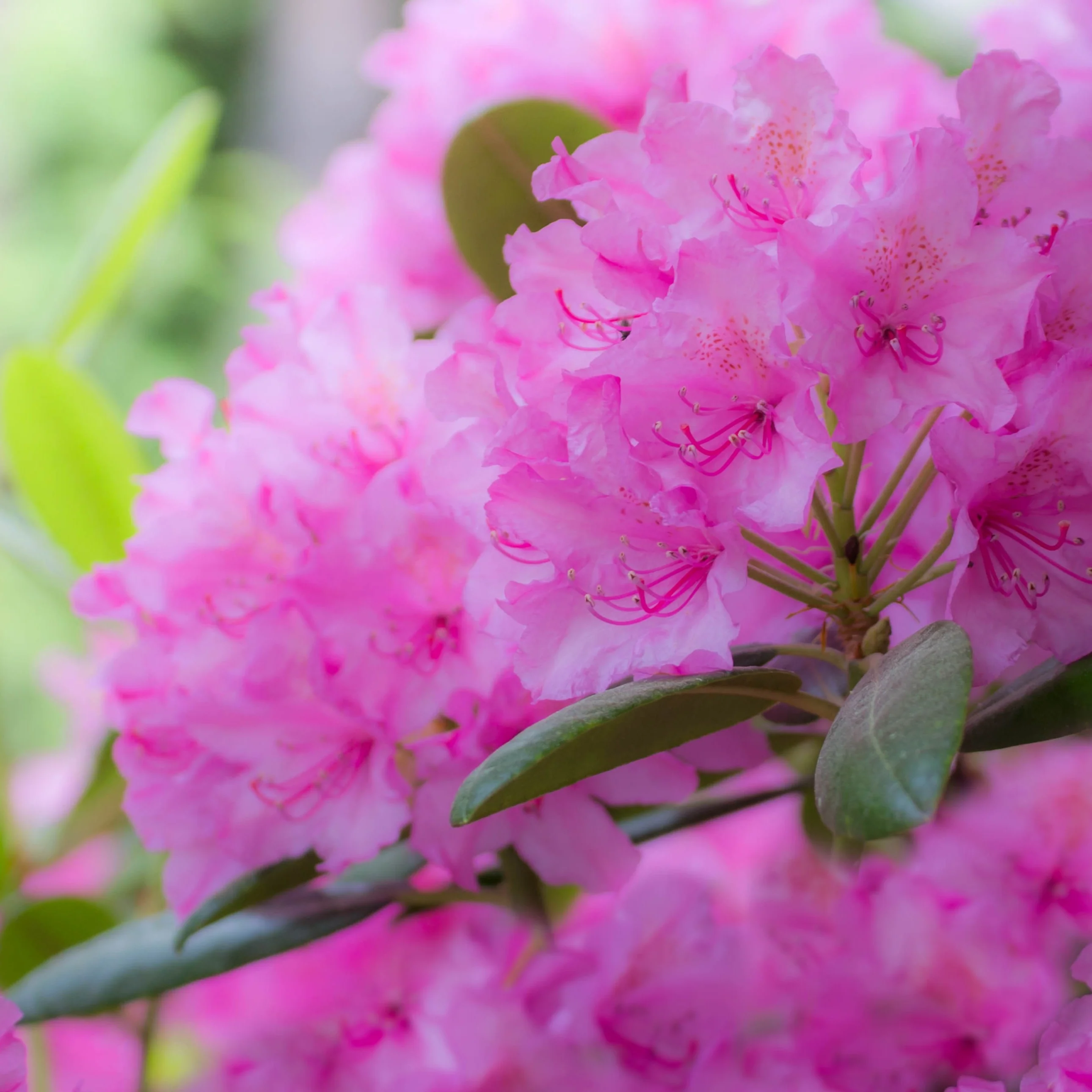 Rhododendron Roseum Elegans - Image 2