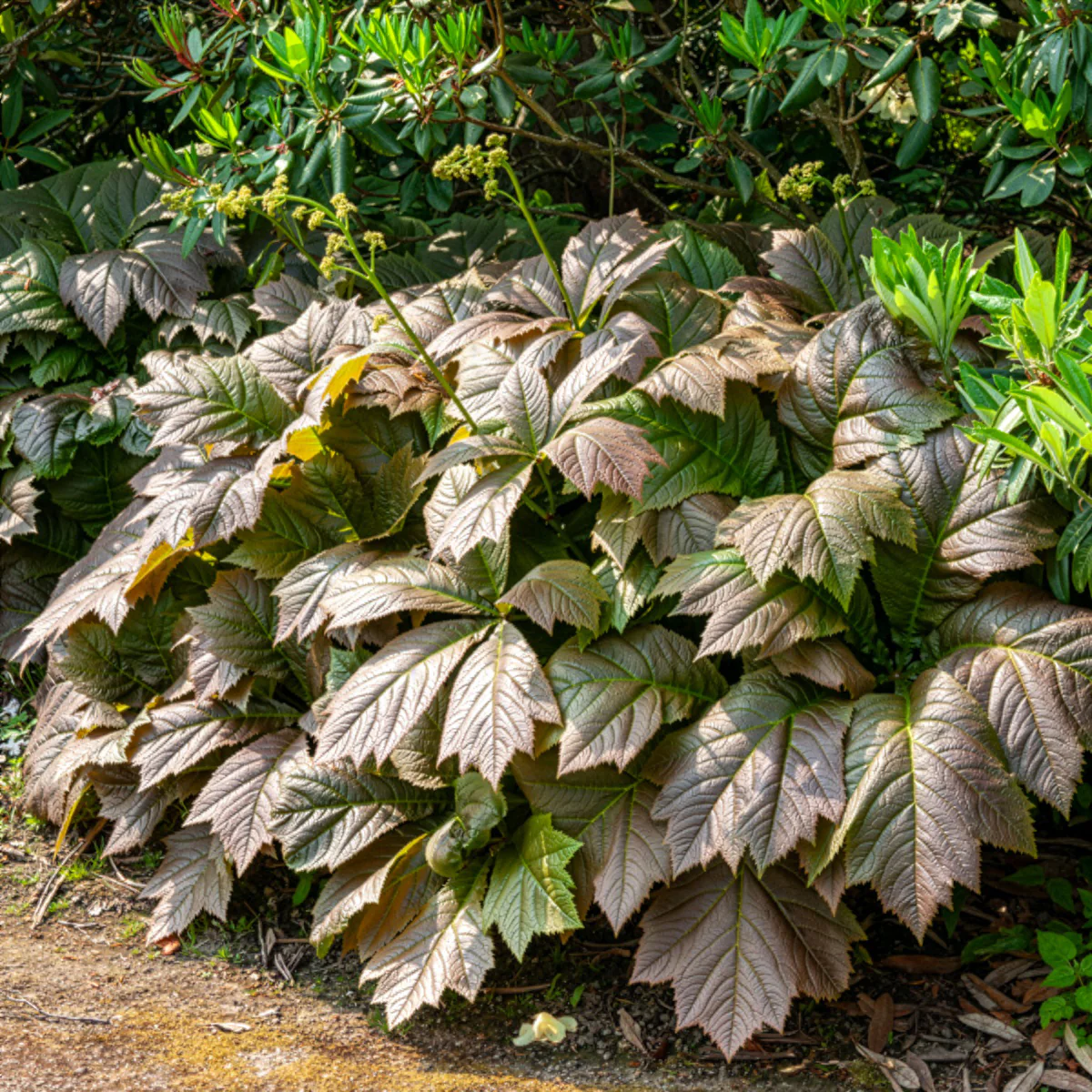 Rodgersia à feuilles larges - Image 2