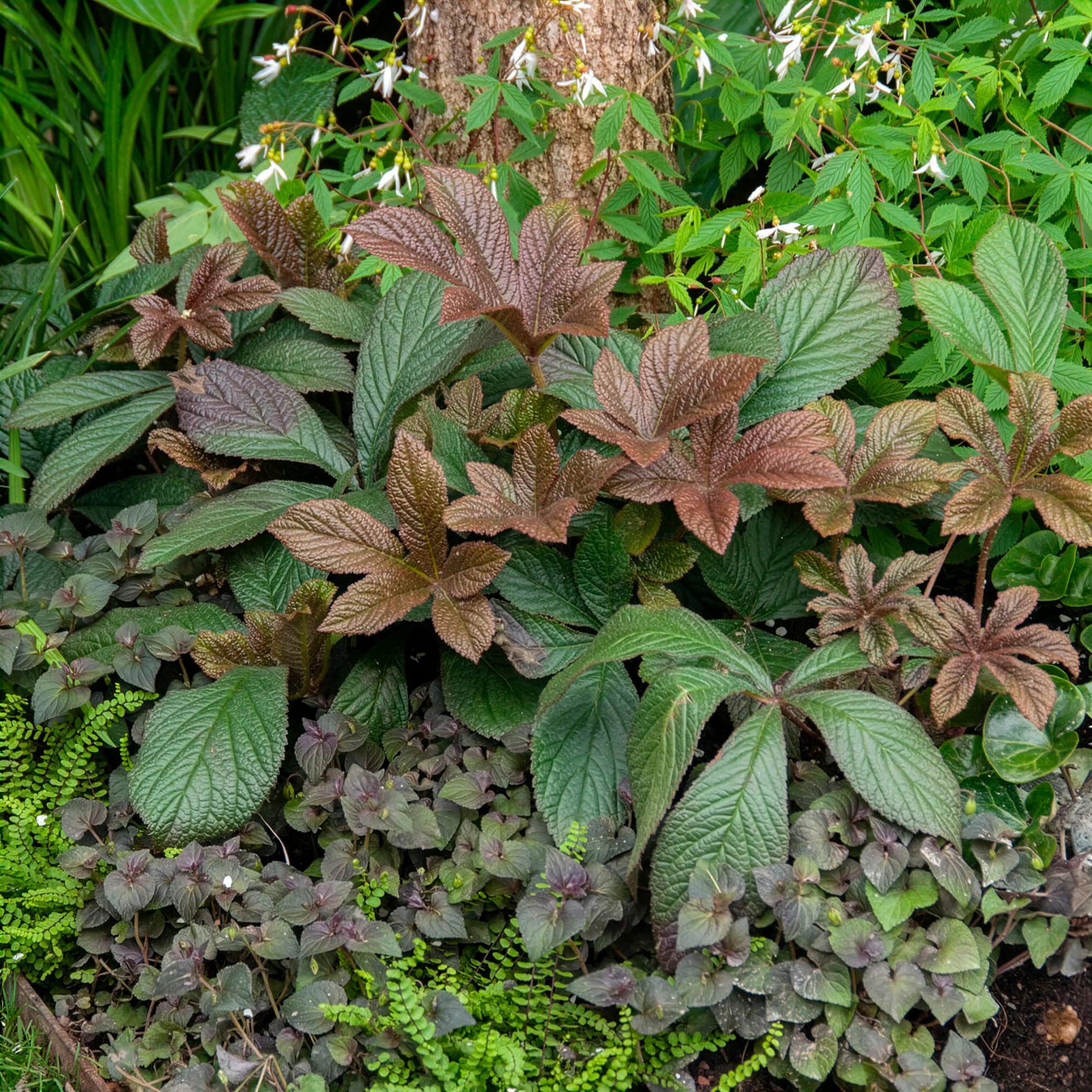 Rodgersia Bronze Peacock