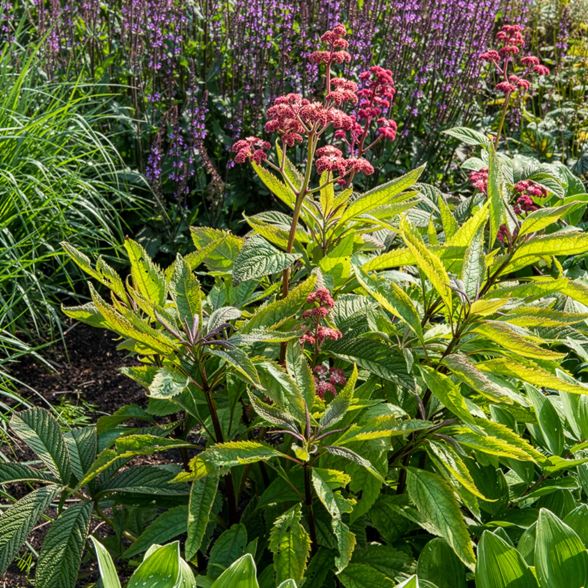 Rodgersia Chocolate Wings