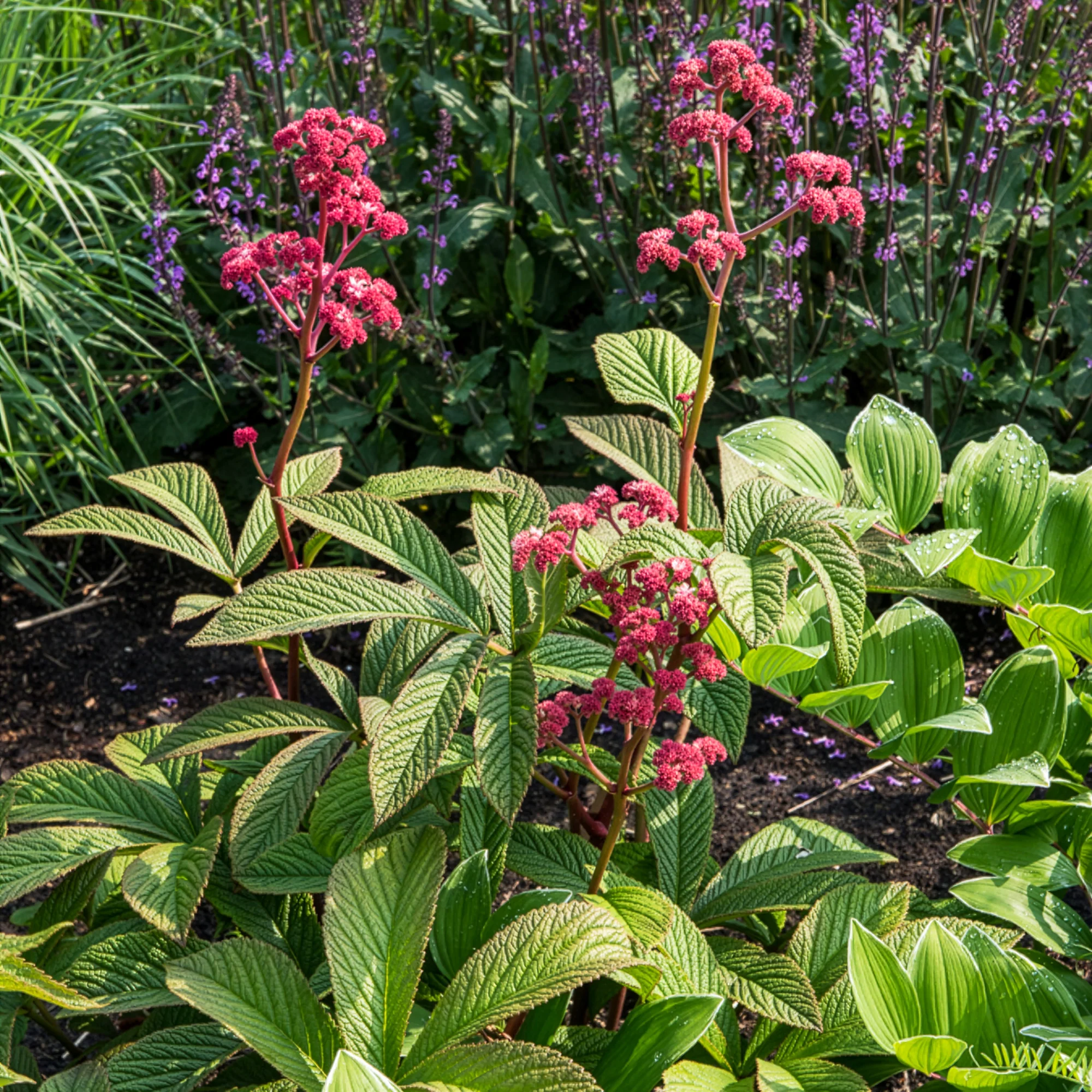 Rodgersia Chocolate Wings - Image 2