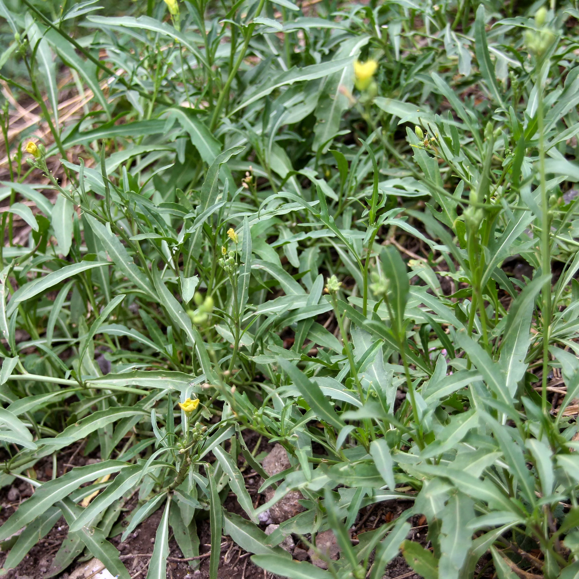 Roquette Wildfire (Wasabi) - Image 3