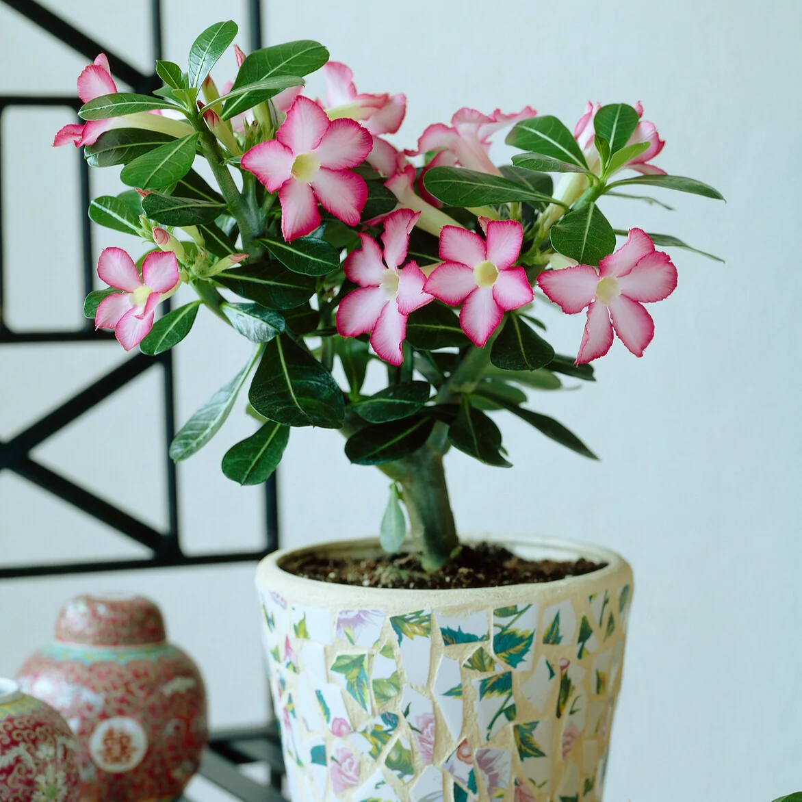 Miniature 2