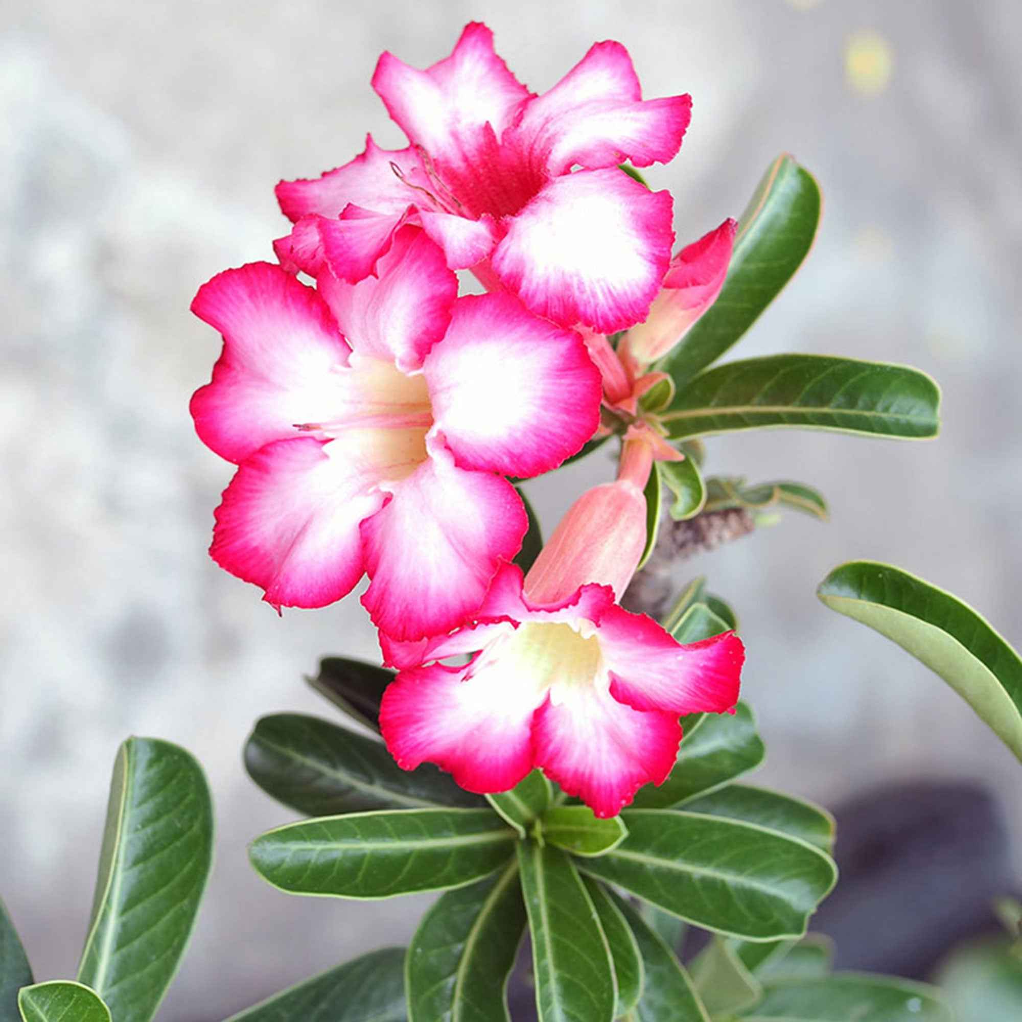 Rose du désert - Image 3
