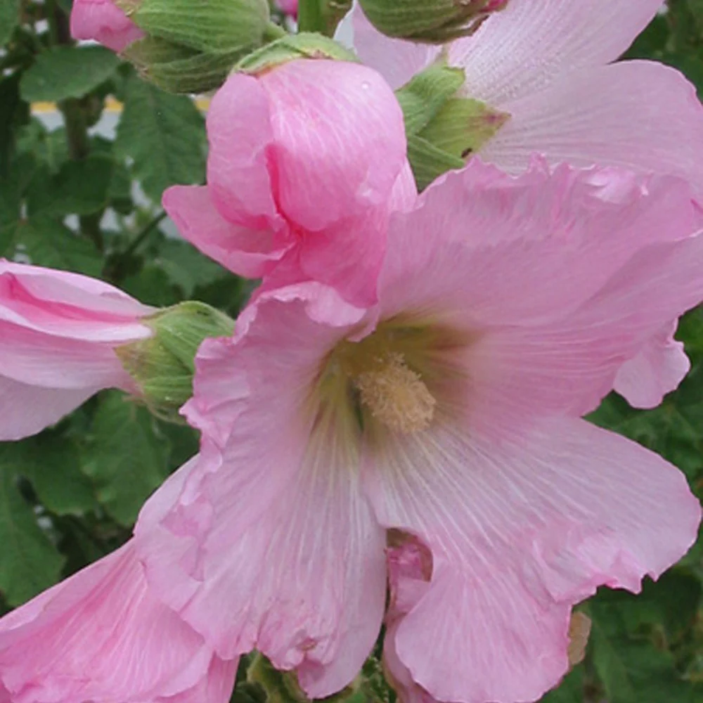 Rose trémière à feuilles de figuier