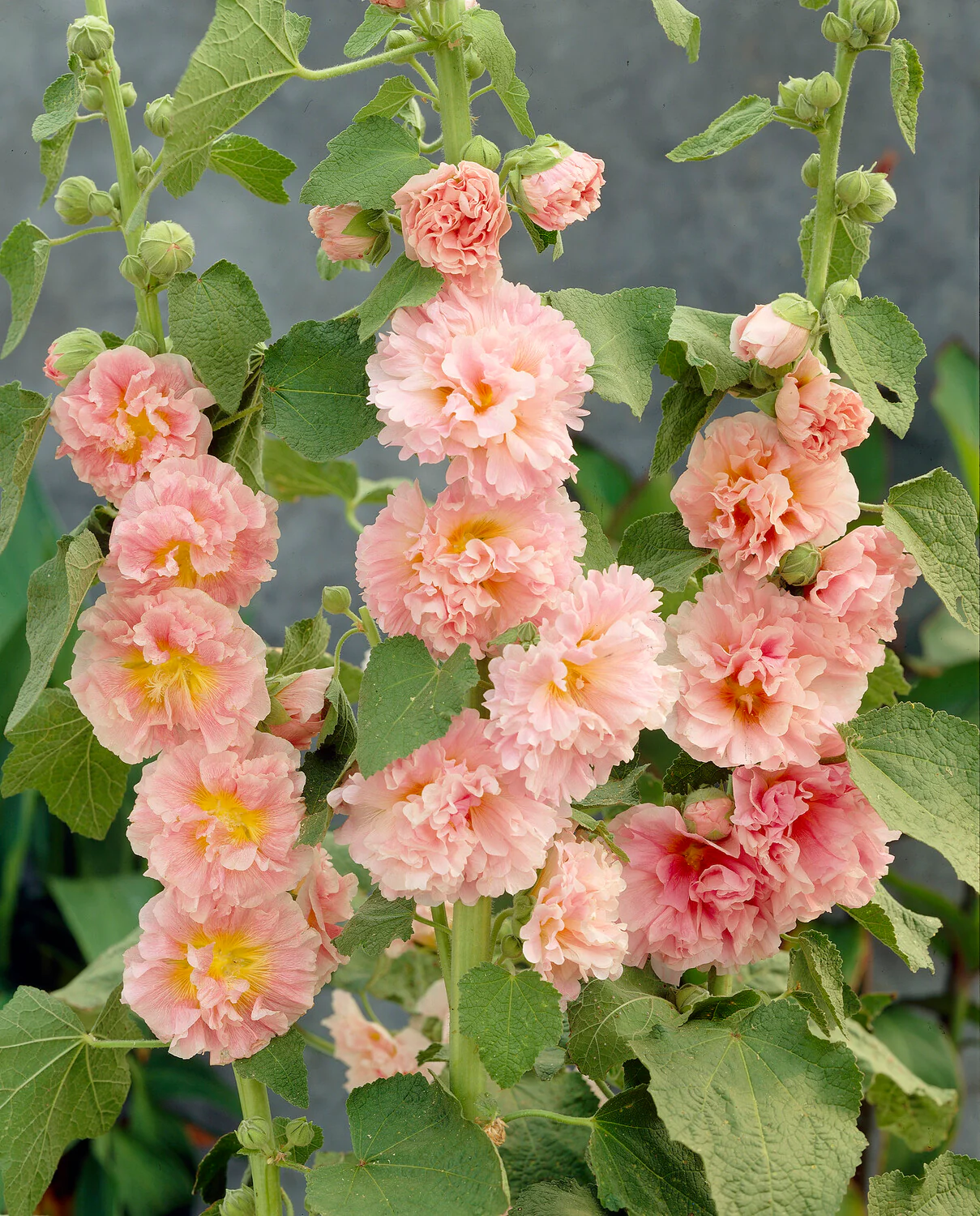 Rose trémière Chaters Double Apricot