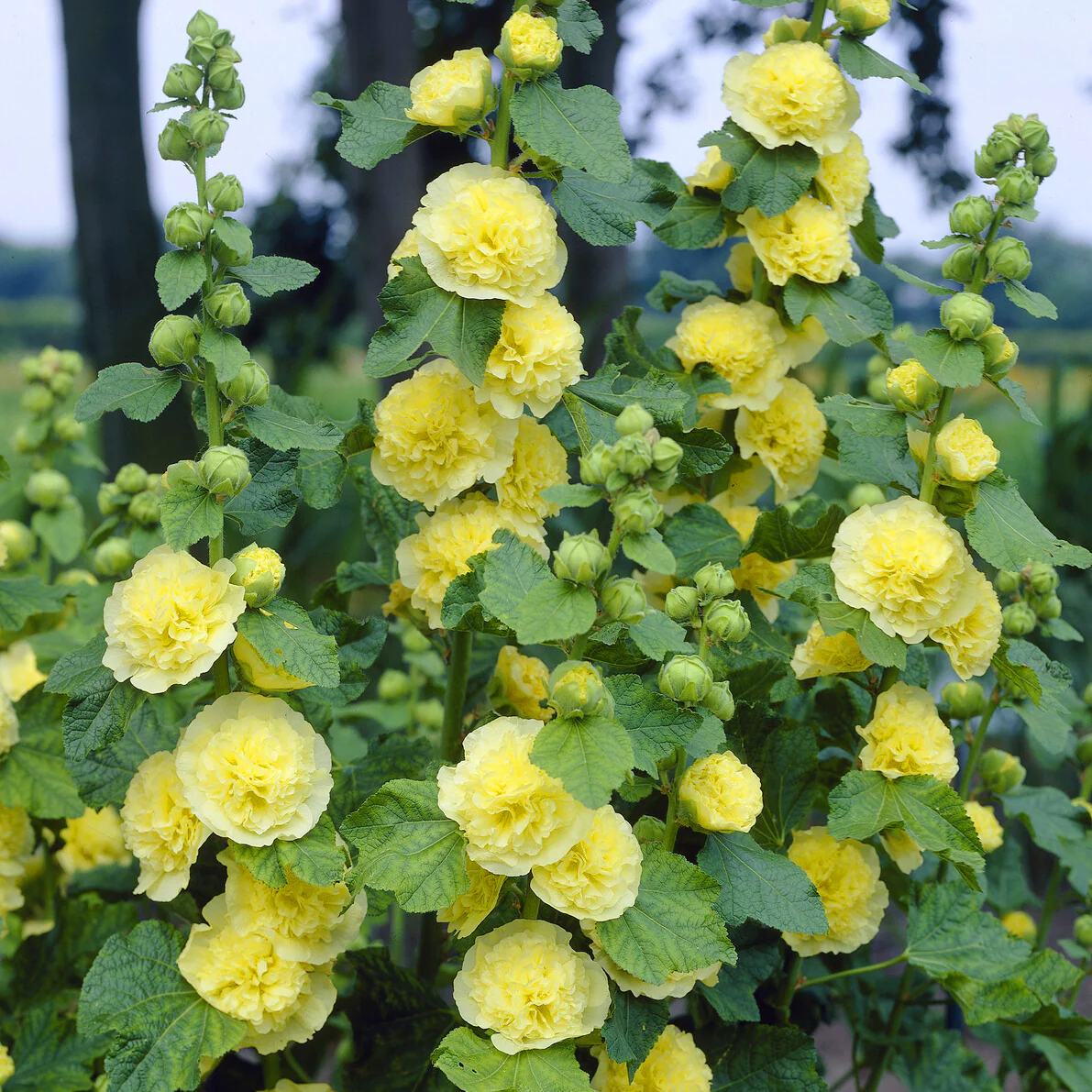 Rose trémière double Jaune