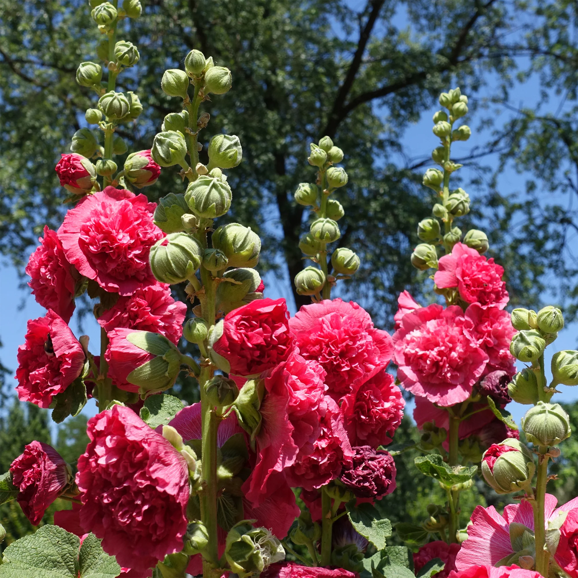 Rose trémière Chater's Double Rouge
