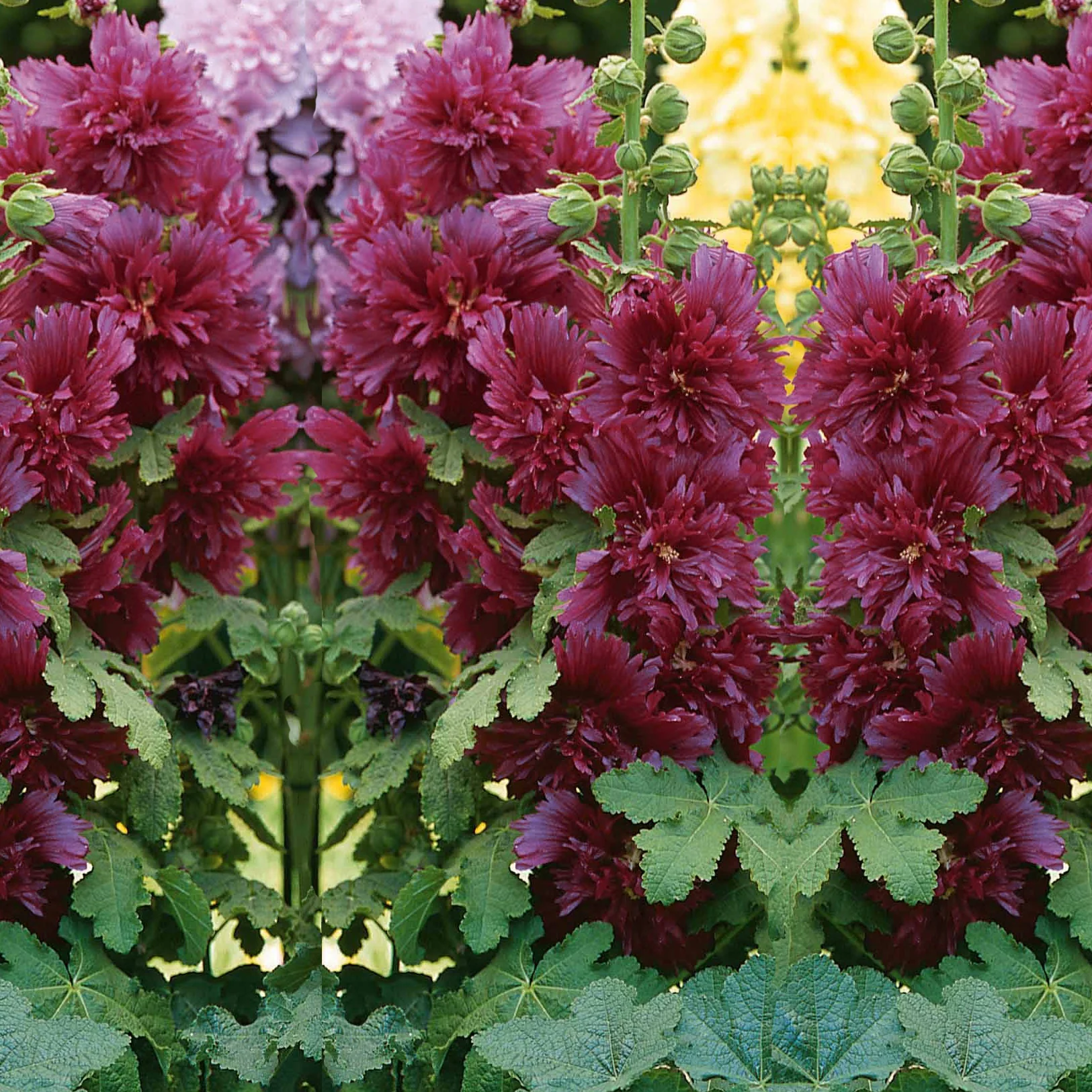 Rose trémière naine pourpre