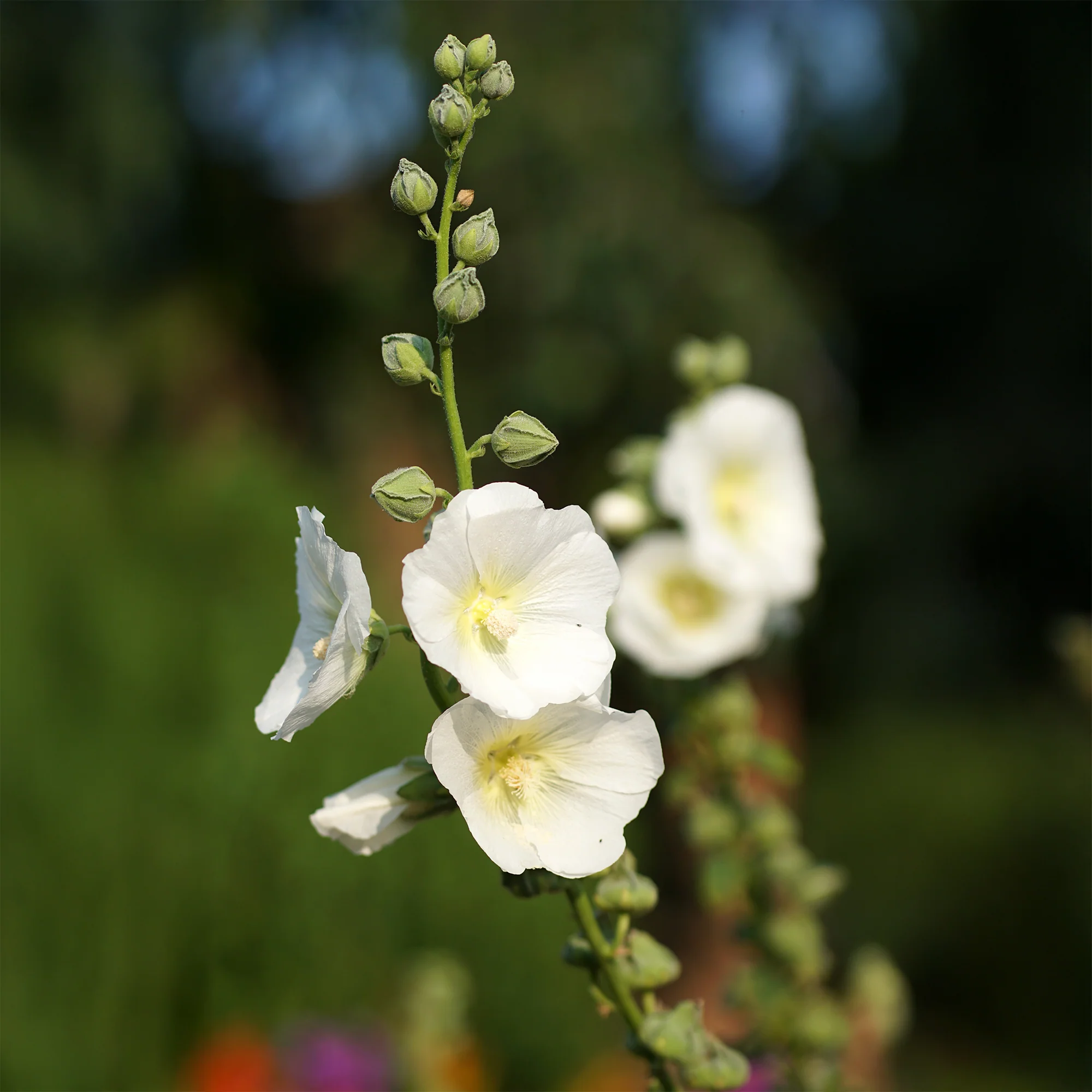 Rose trémière Polarstar