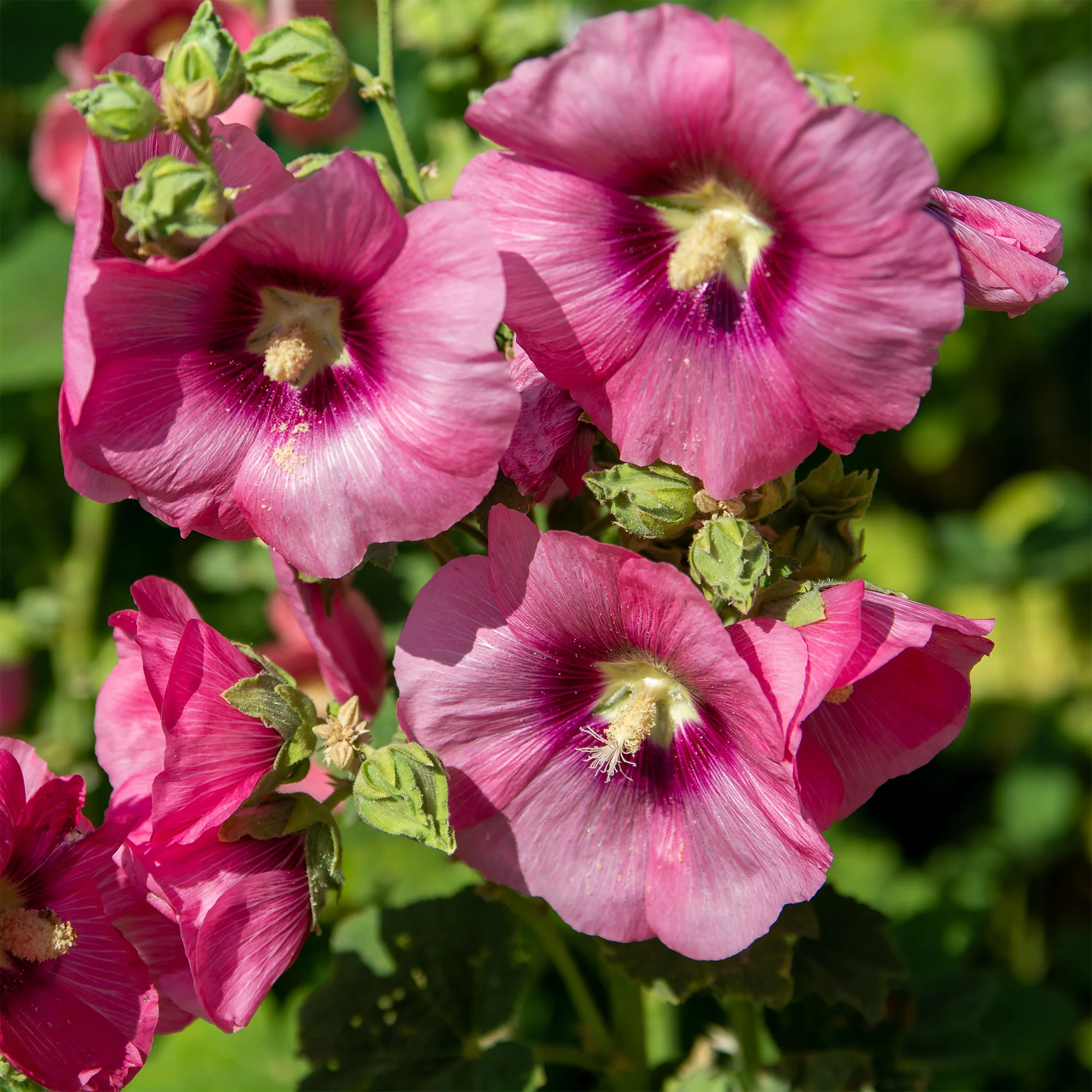 Rose trémière Simplex