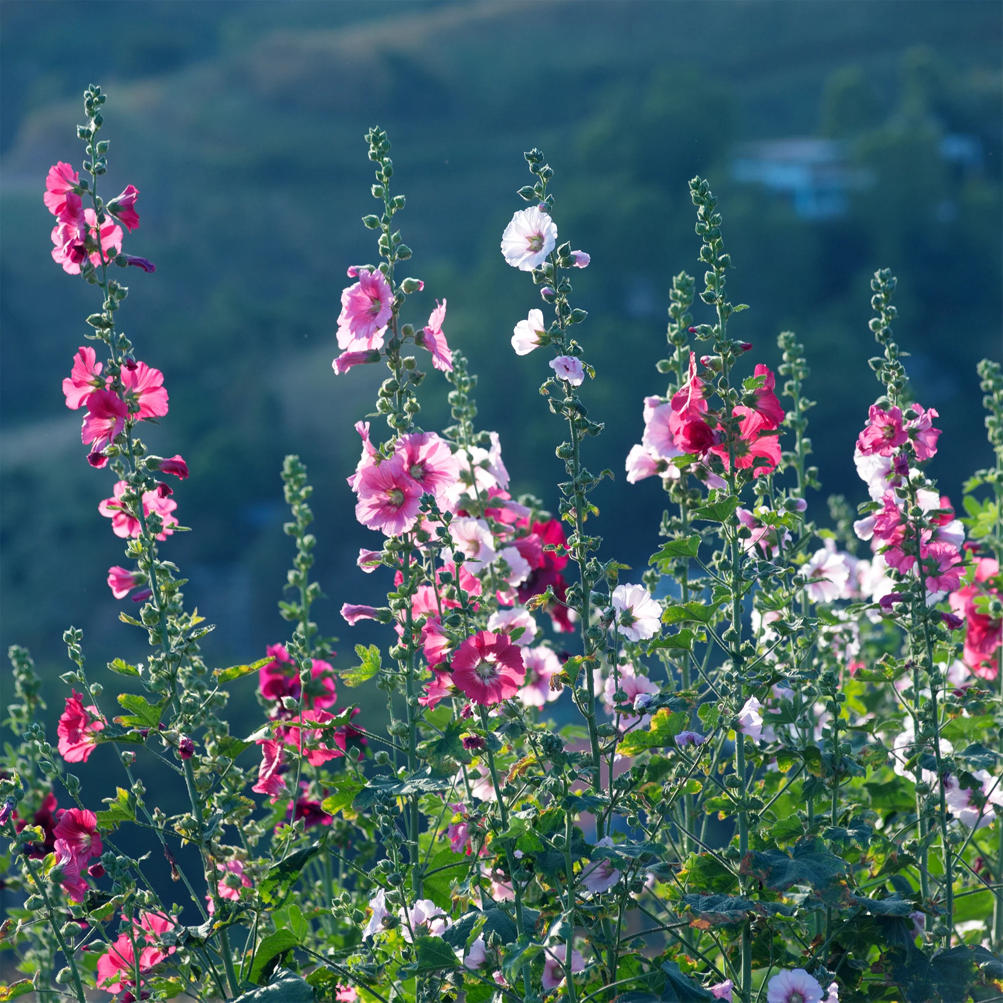 Rose trémière Simplex - Image 3
