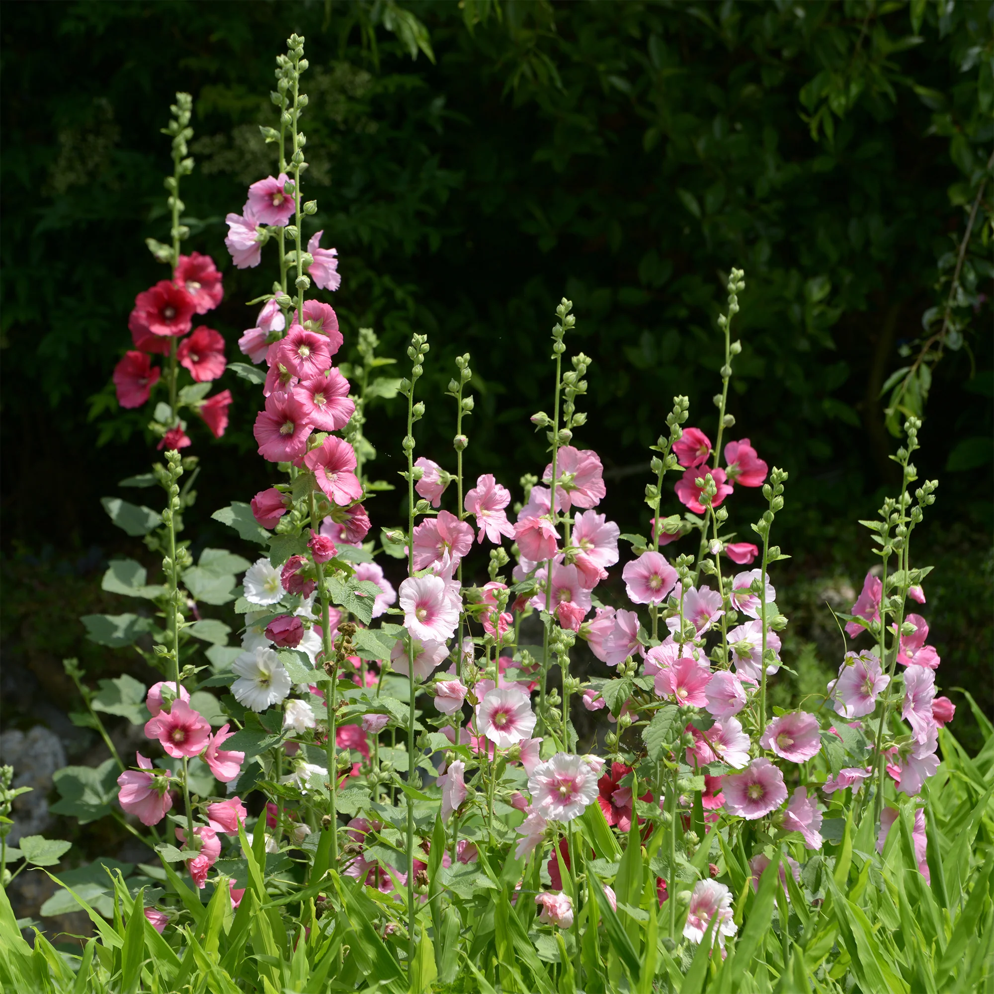 Rose trémière Simplex - Image 4