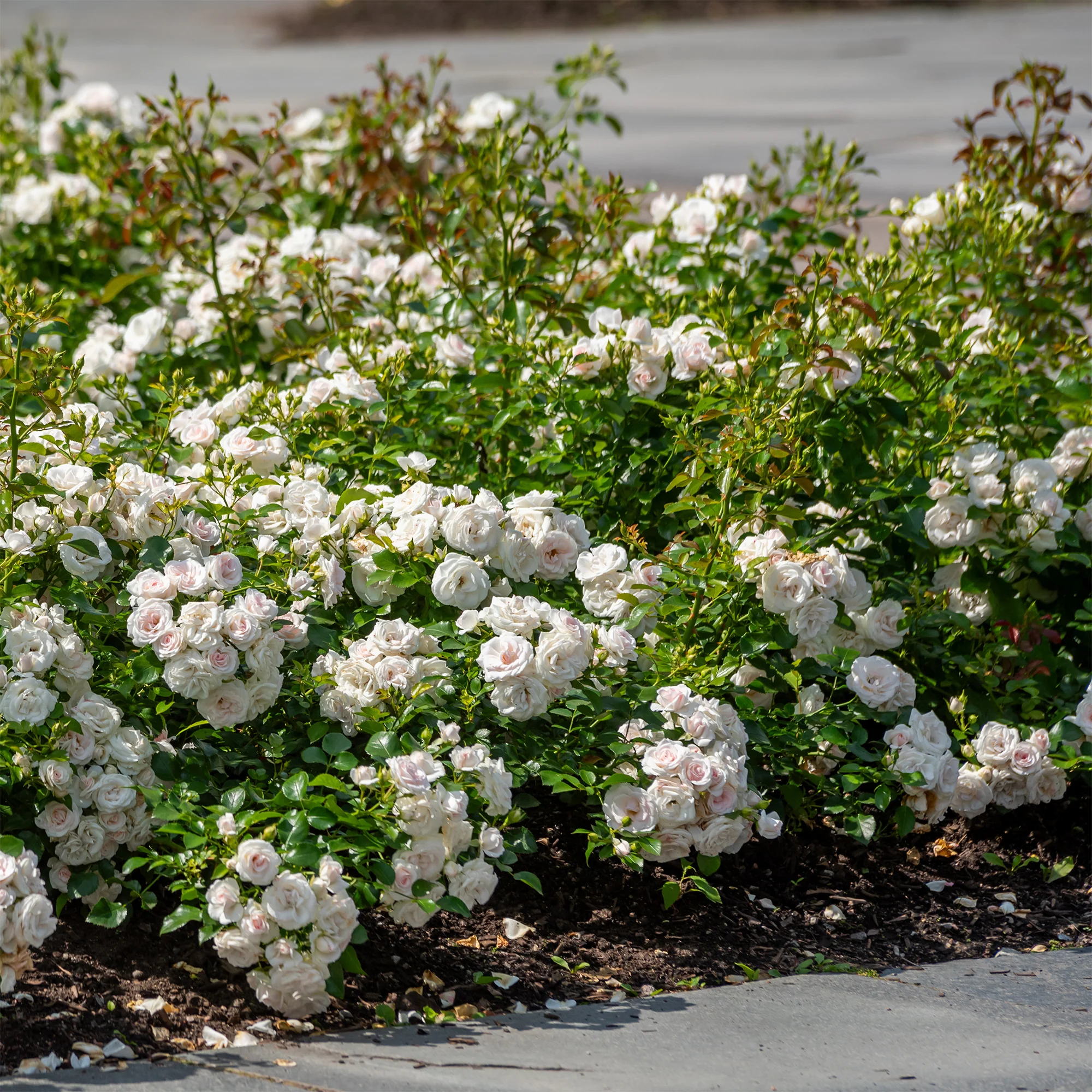 Rosier à massif Iceberg